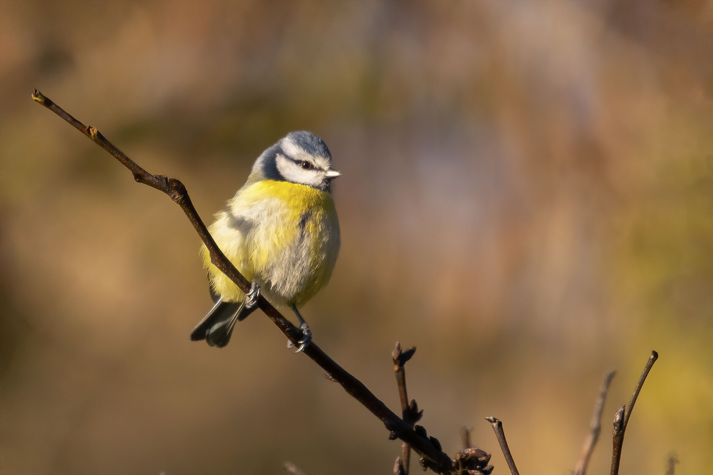 Cincie in the Talenti Park in Rome