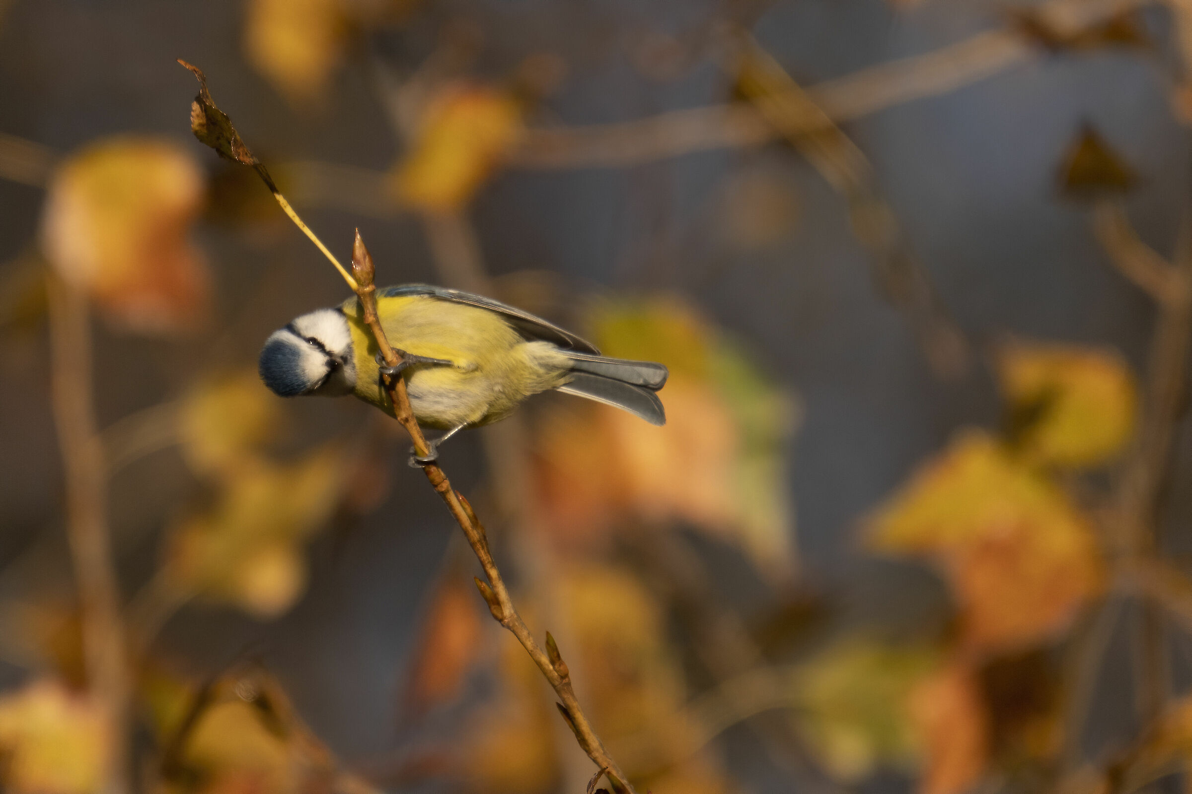 Cincie in the Talenti Park in Rome