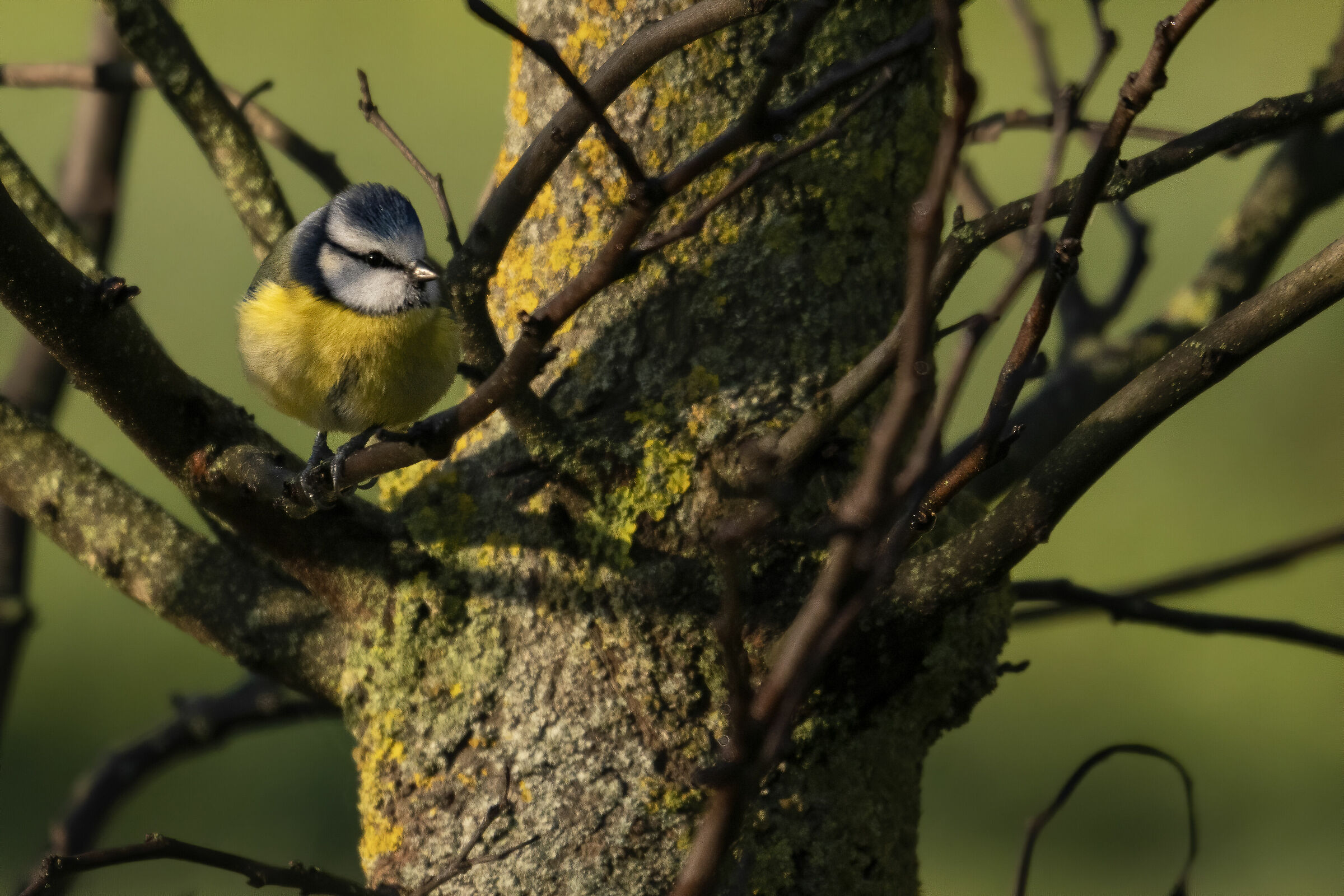 Cincie in the Talenti Park in Rome