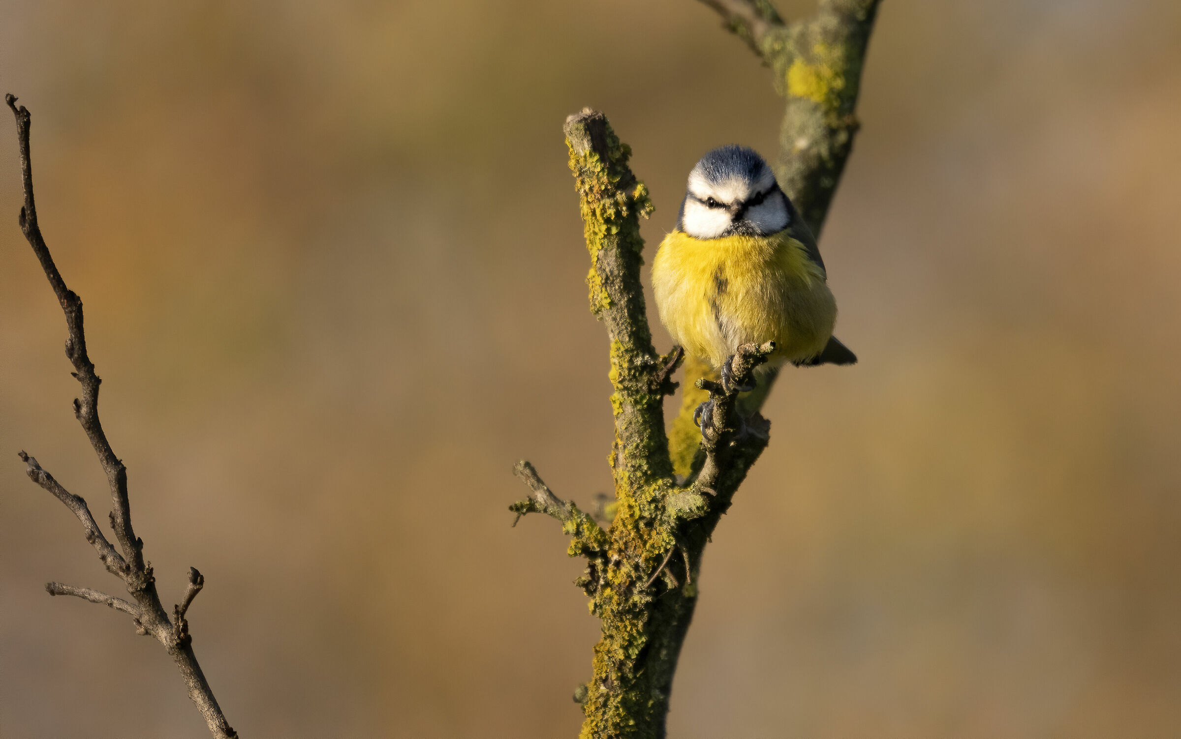 Cincie in the Talenti Park in Rome