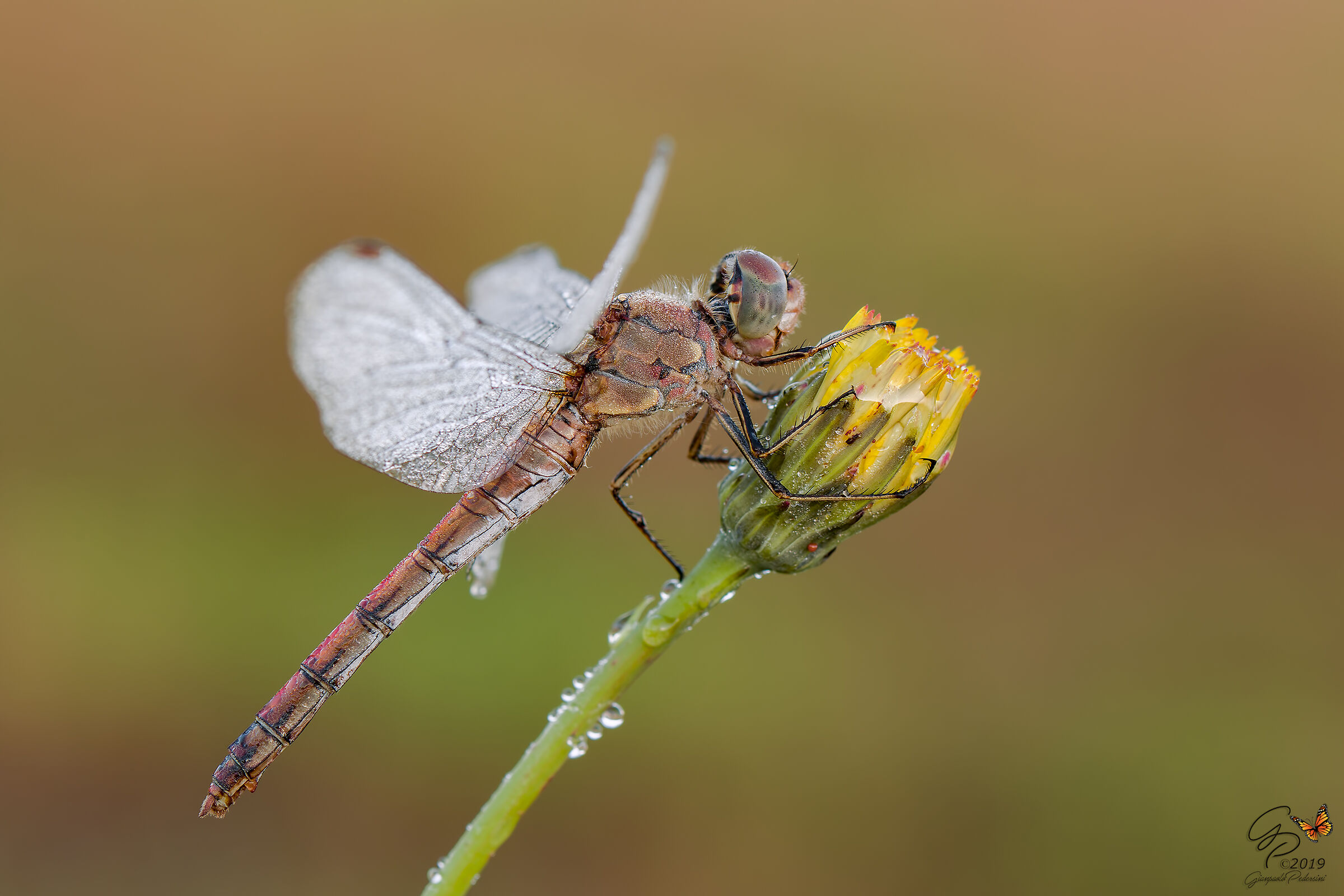 Sympetrum striolatum - femmina