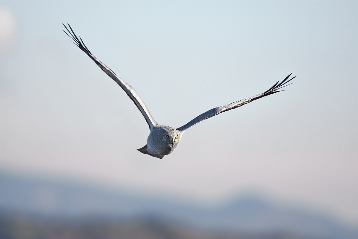 Albanella reale O- all'alba
