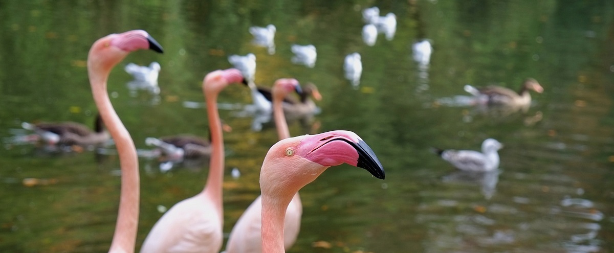 Salve...mi chiamo Jack!!