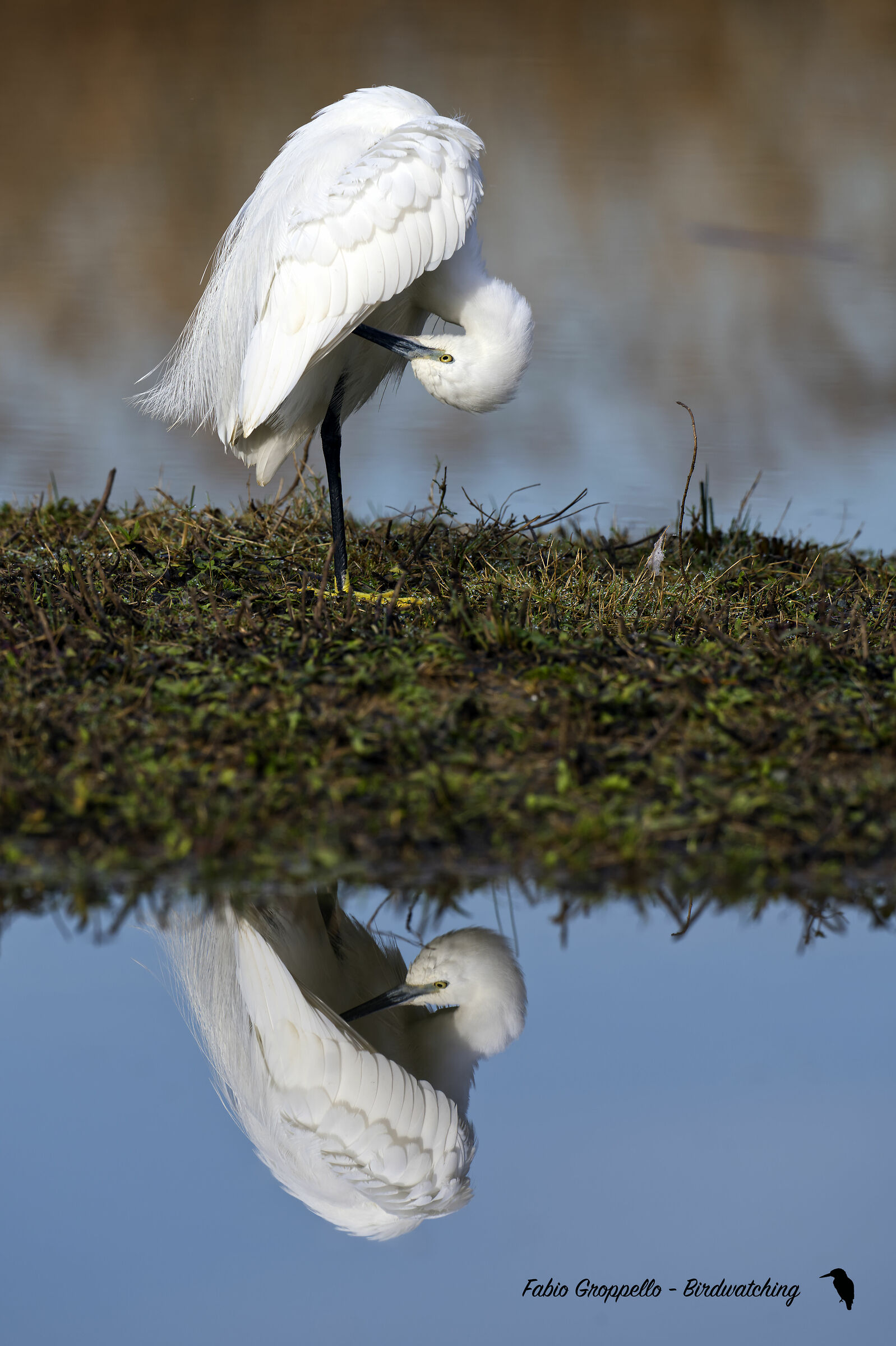 Garzetta in riflessi