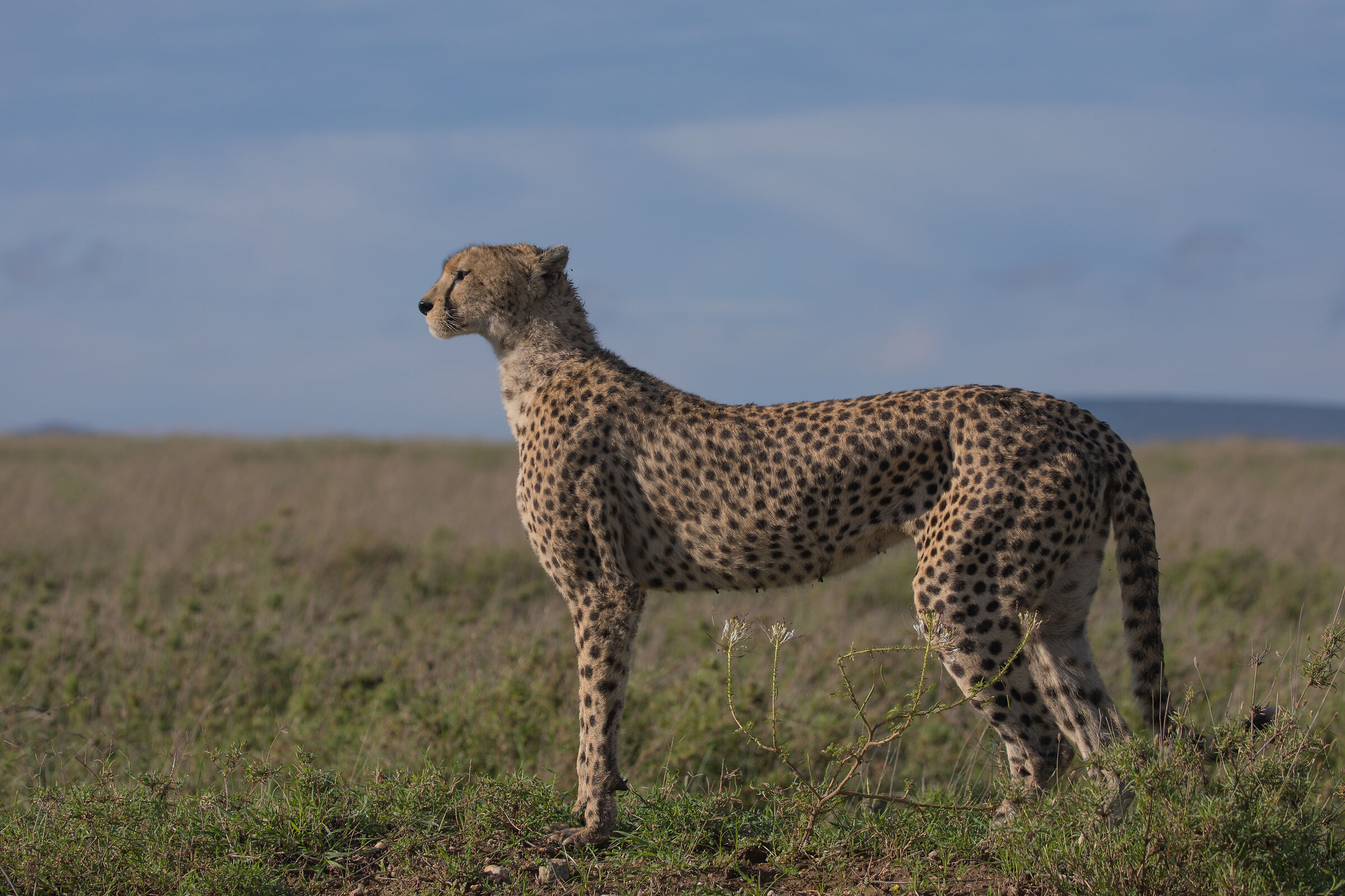 Progettato per la corsa