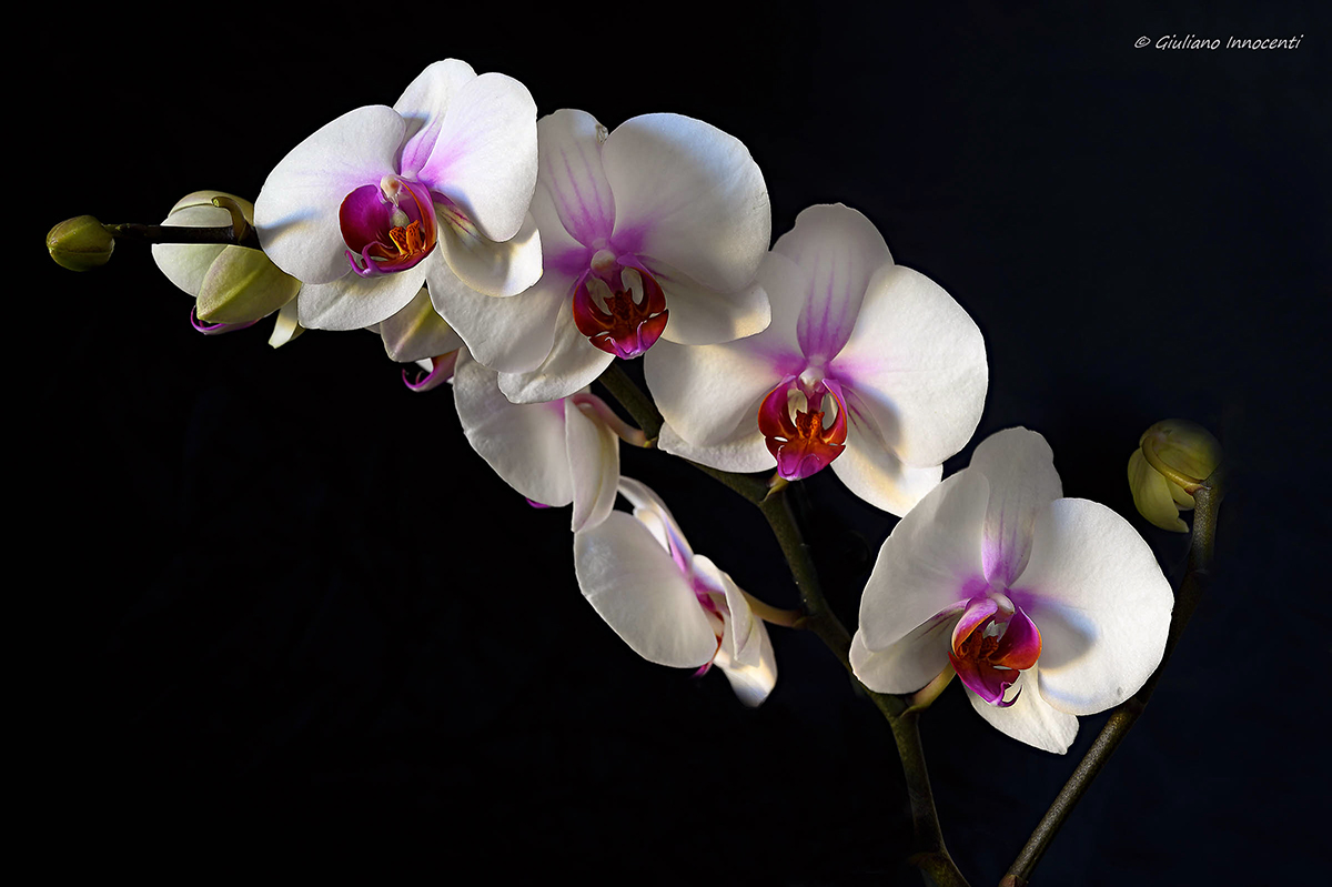 Orchidee Phalaenopsis