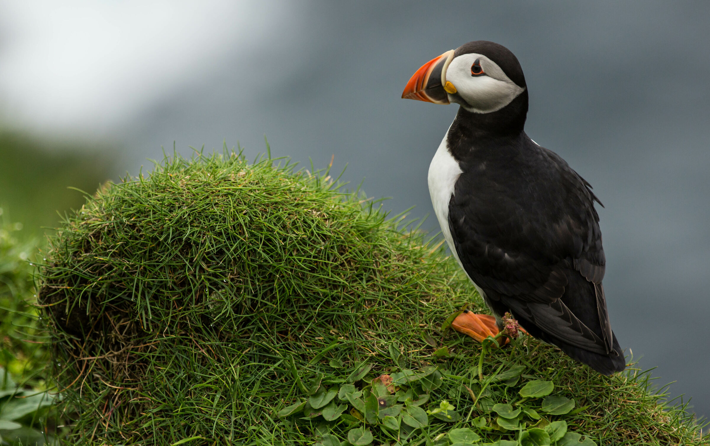 puffin@faroe