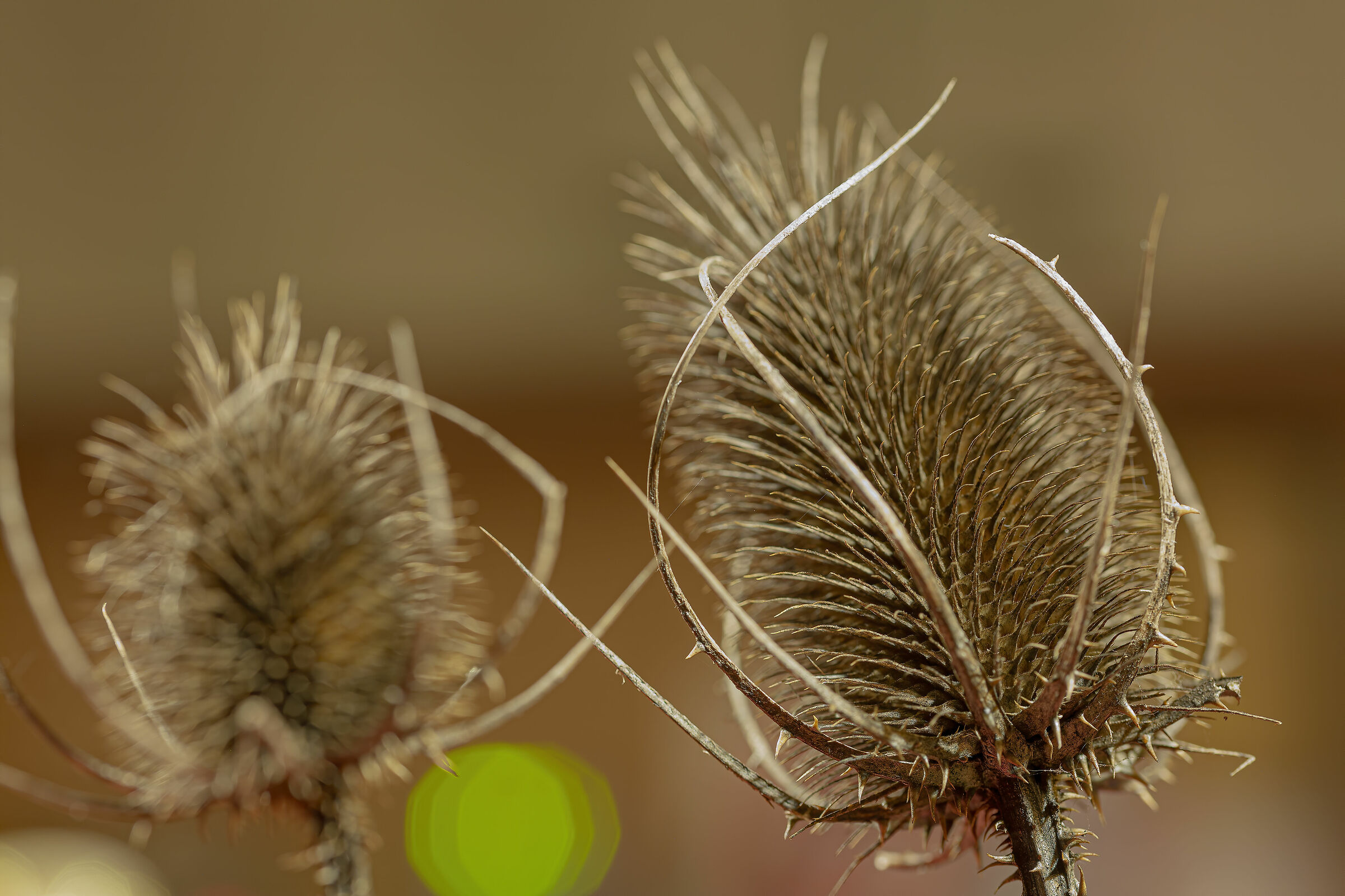 Dipsacus Fullonum