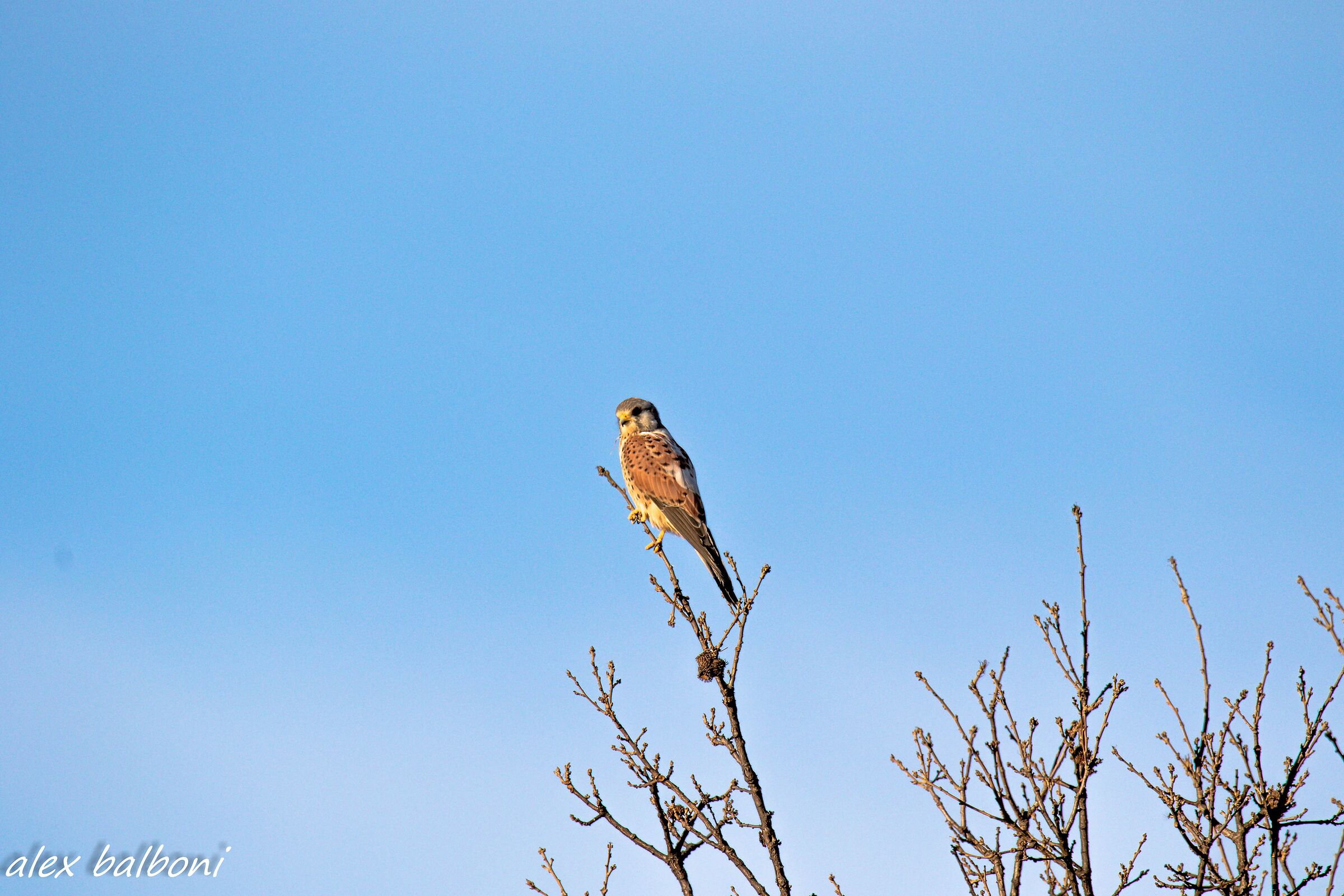 Gheppio pezzato bianco