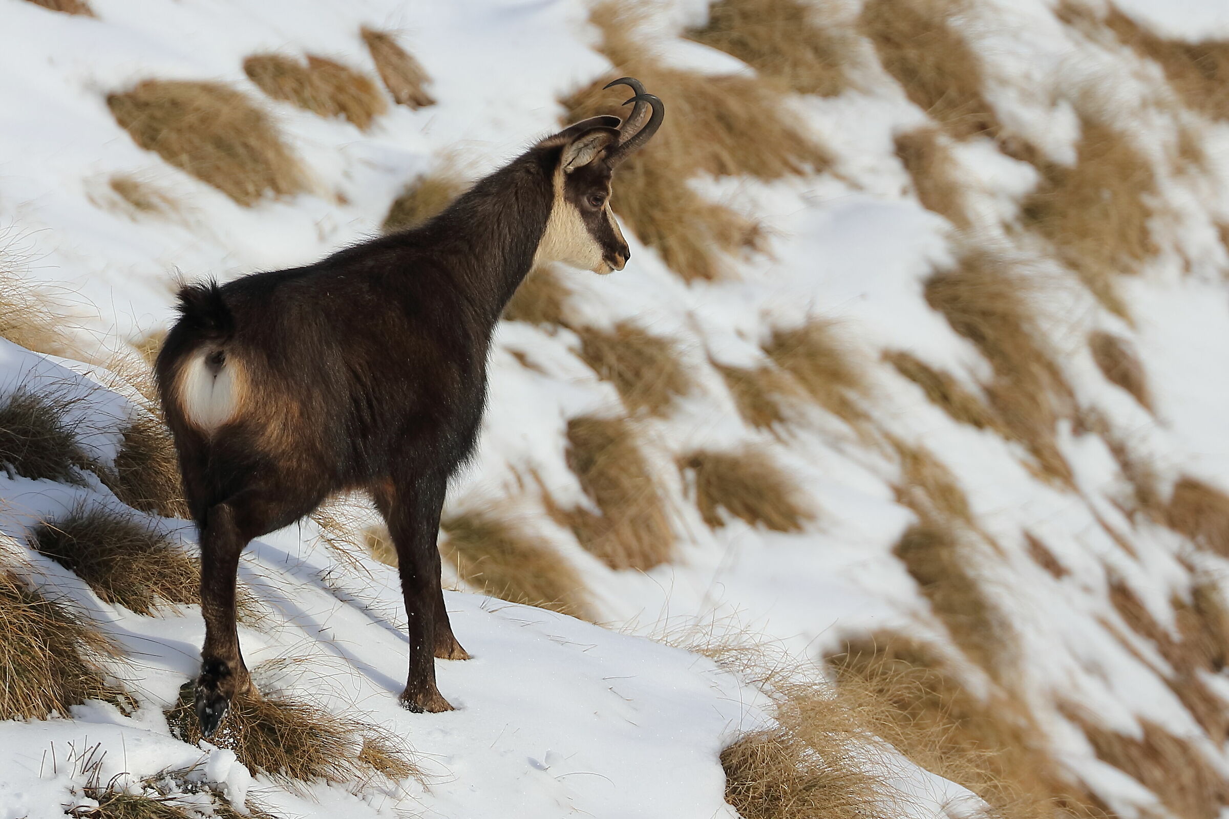 Camoscio in Lessinia
