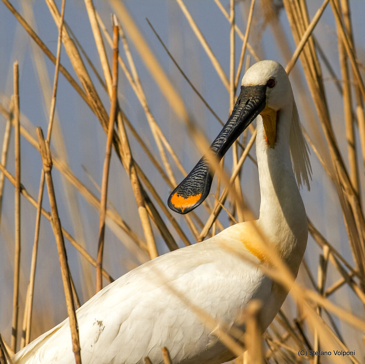 Spoonbill's portrait