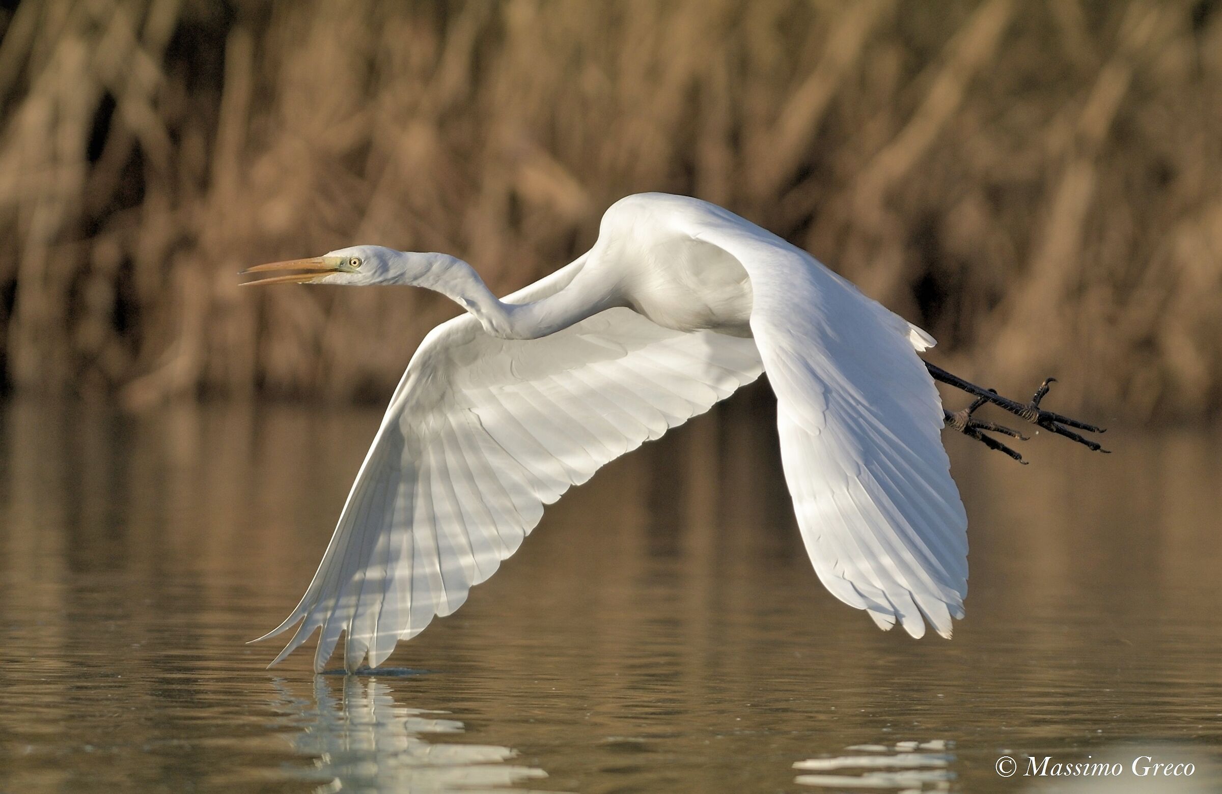 Major white heron