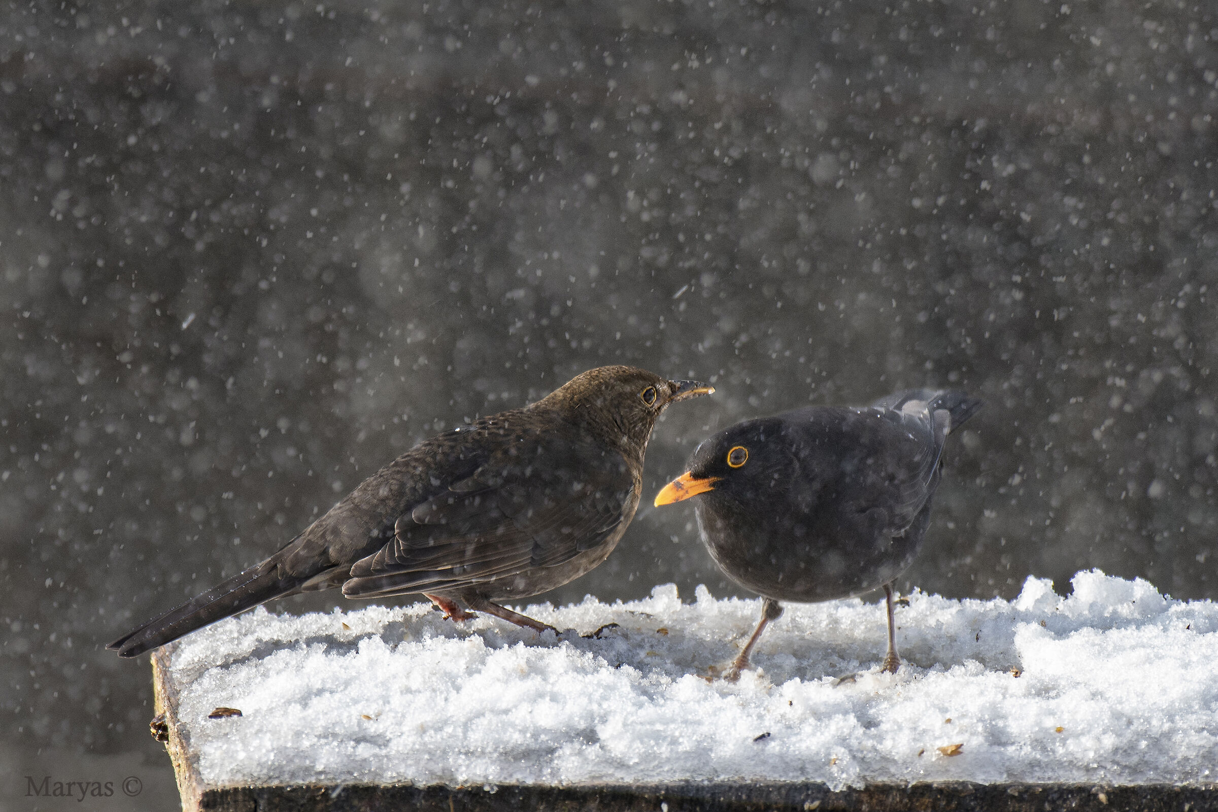 Coppietta sotto la neve