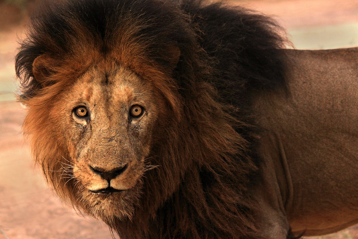 Lion to Thornybush