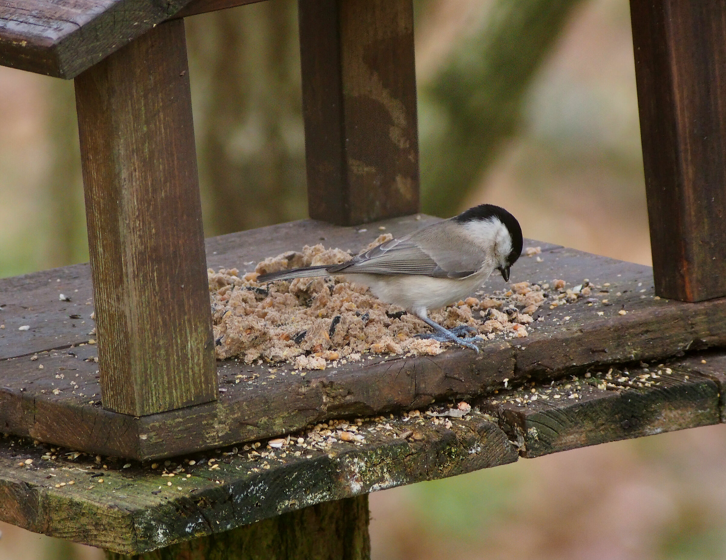 L'imbarazzo della scelta