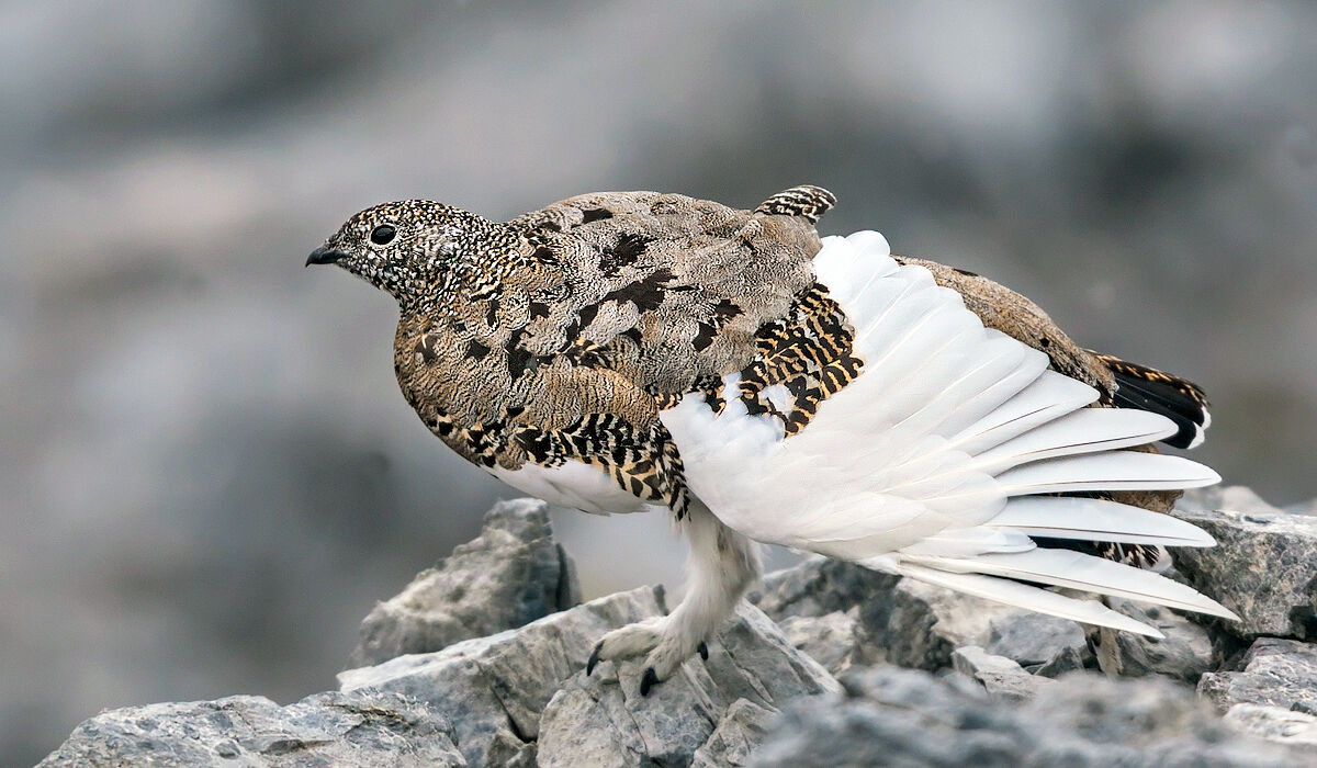 Summer White partridge