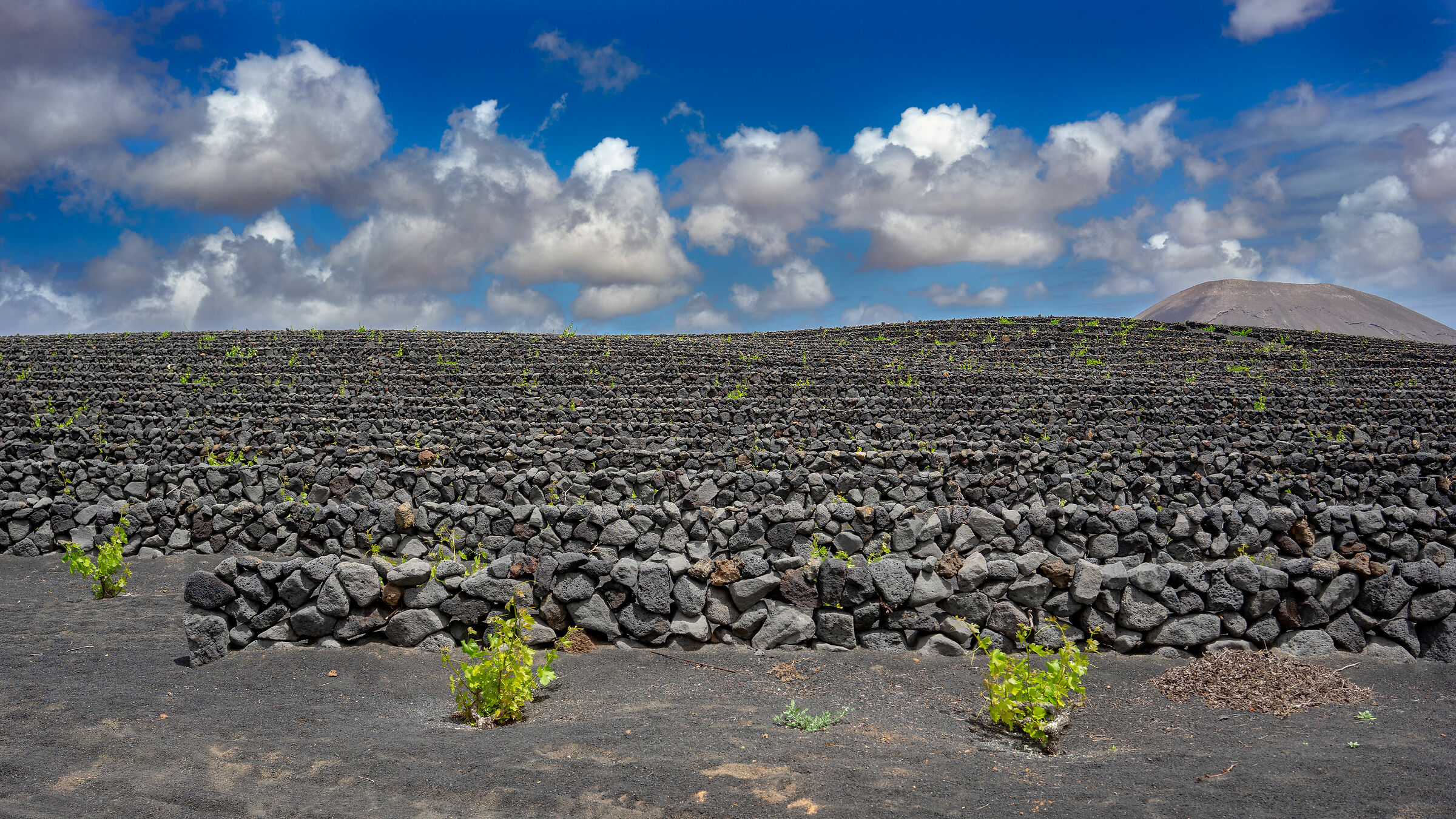 lanzarote,strada del vino