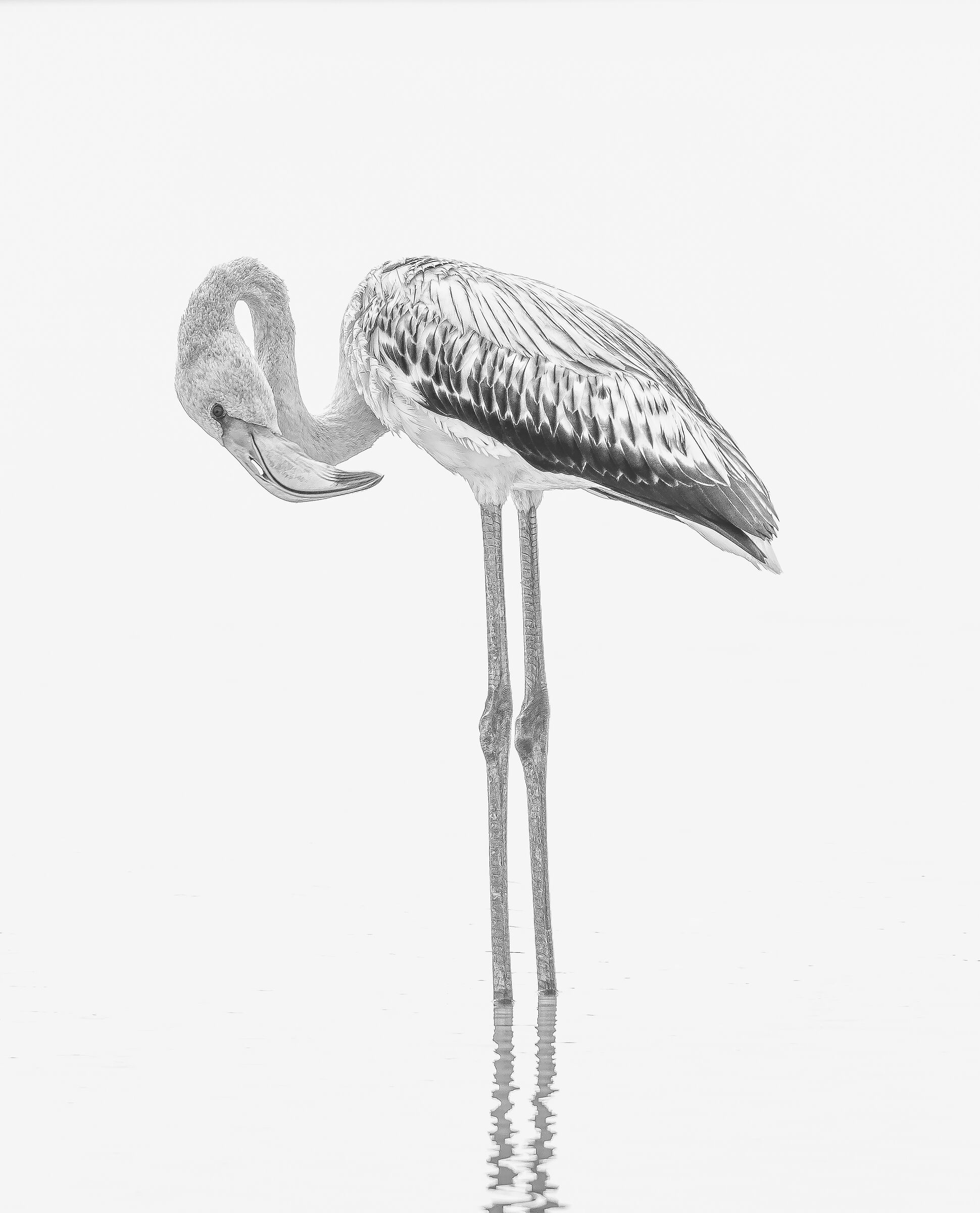 high-key flamingo
