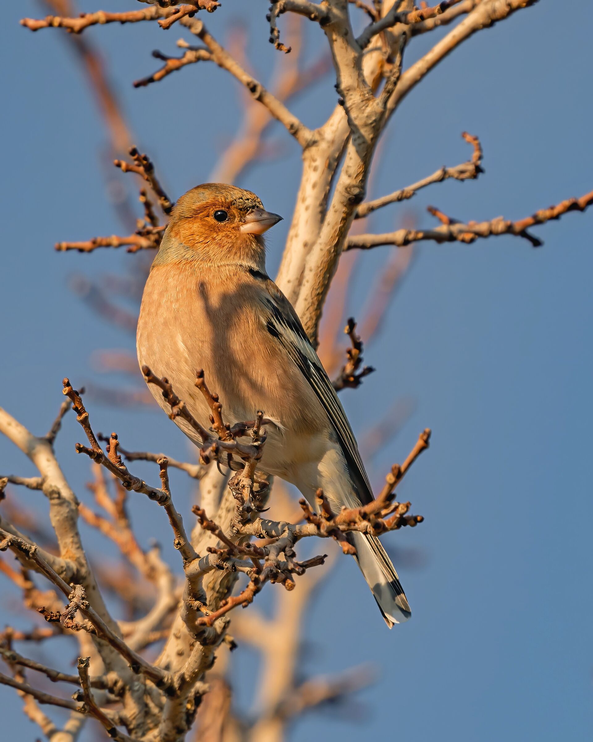 Chaffinch