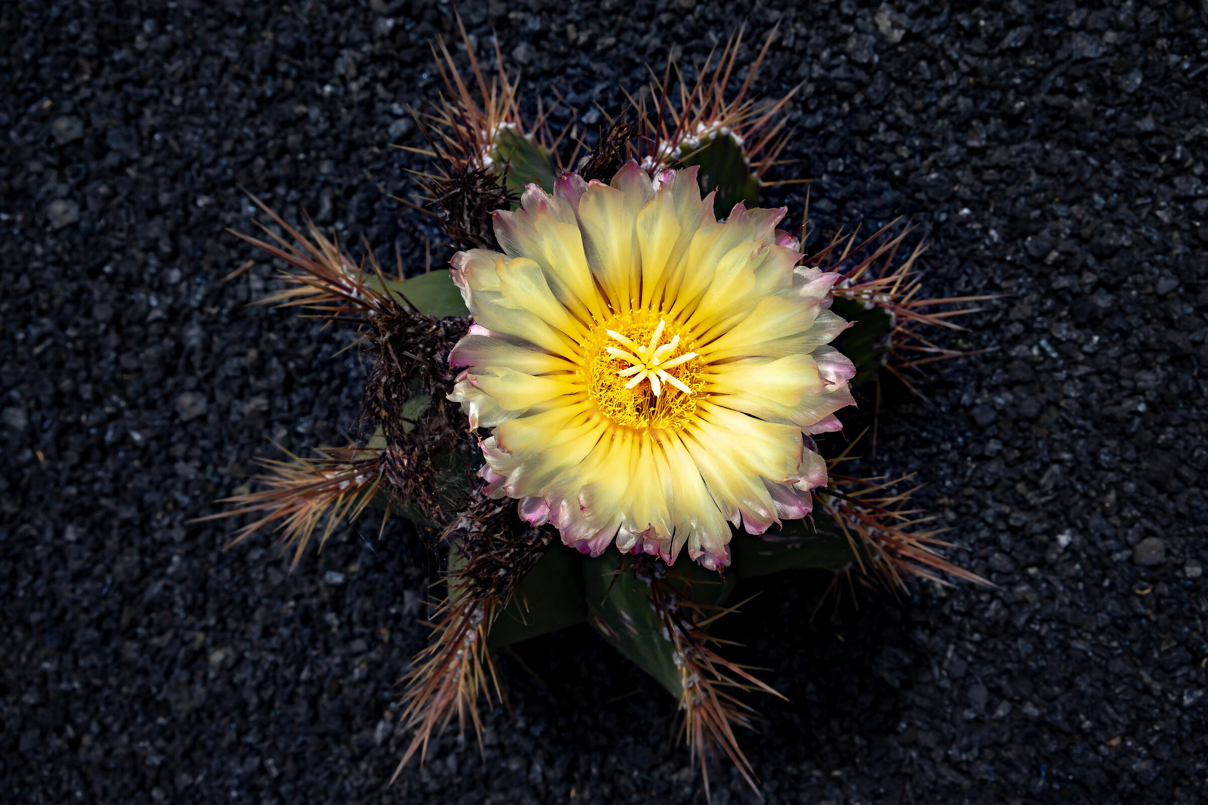 flowering oily plant