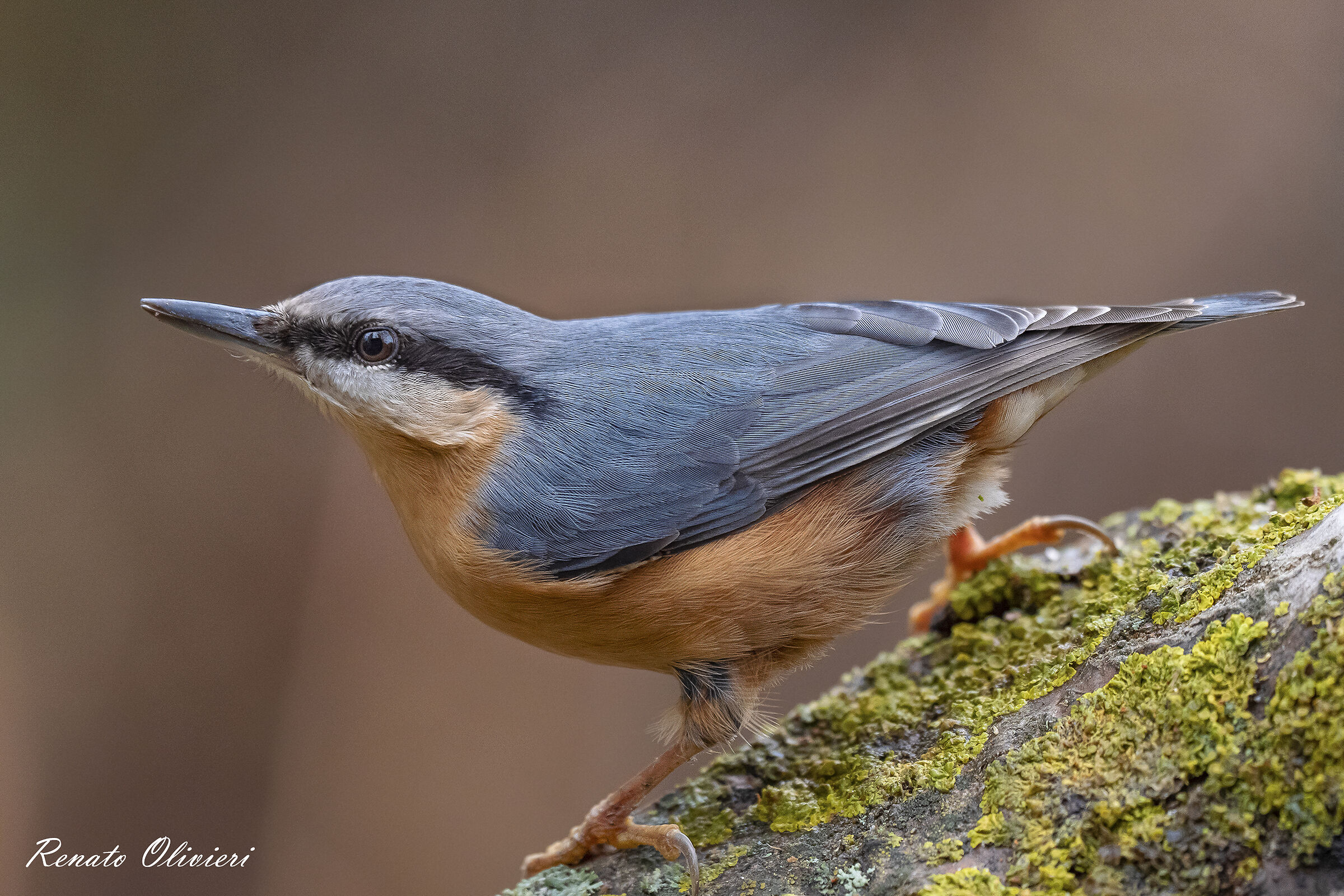 Mason woodpecker (Sitta europaea)