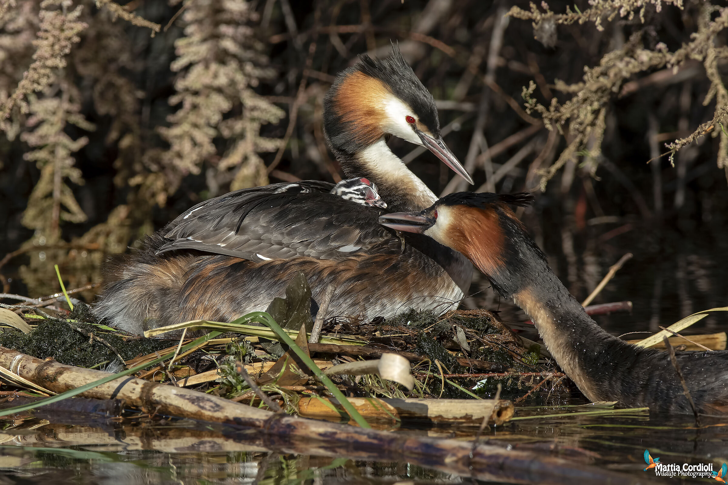 I'm going to the nursery!