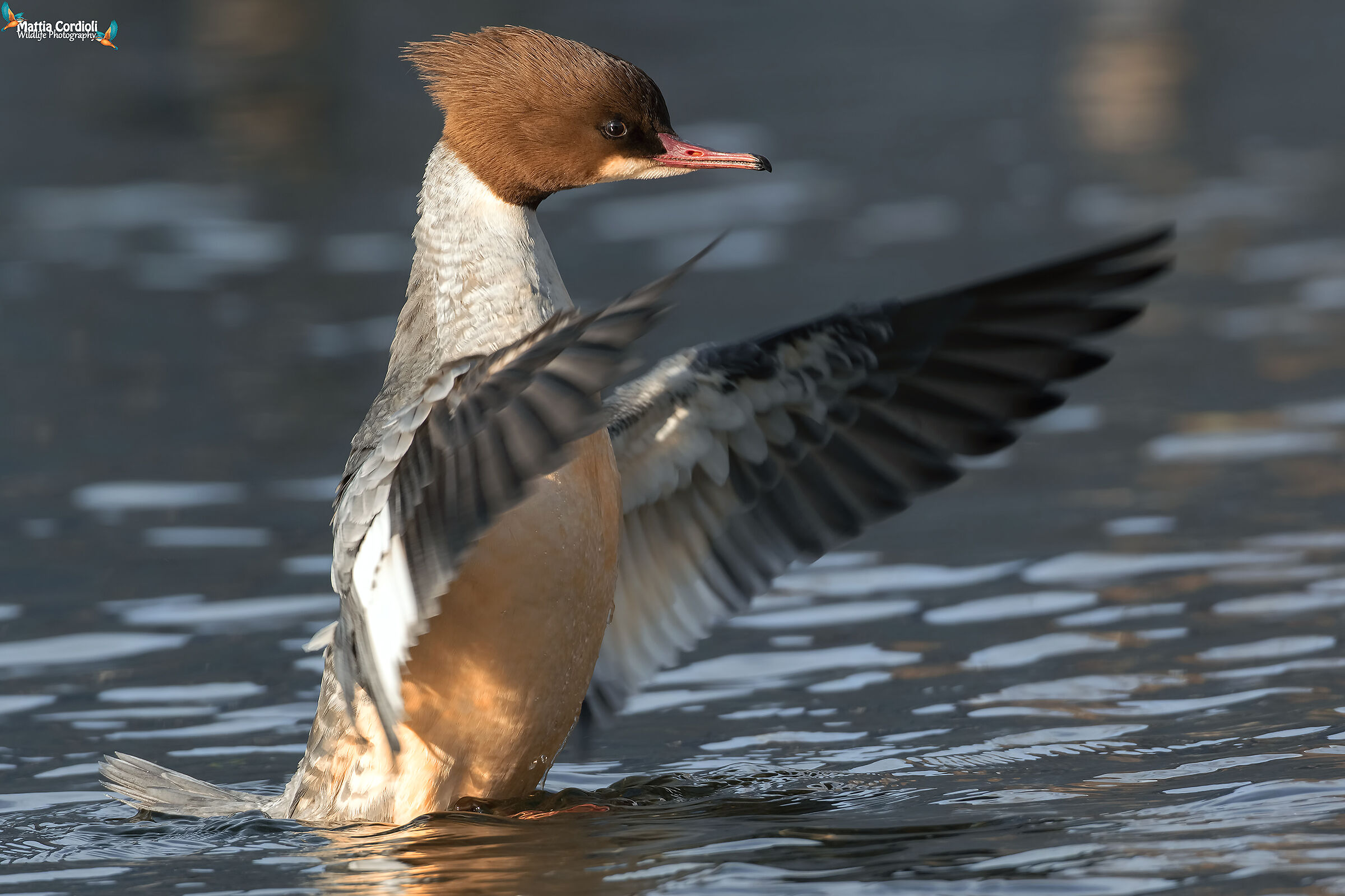 Larger female emerges
