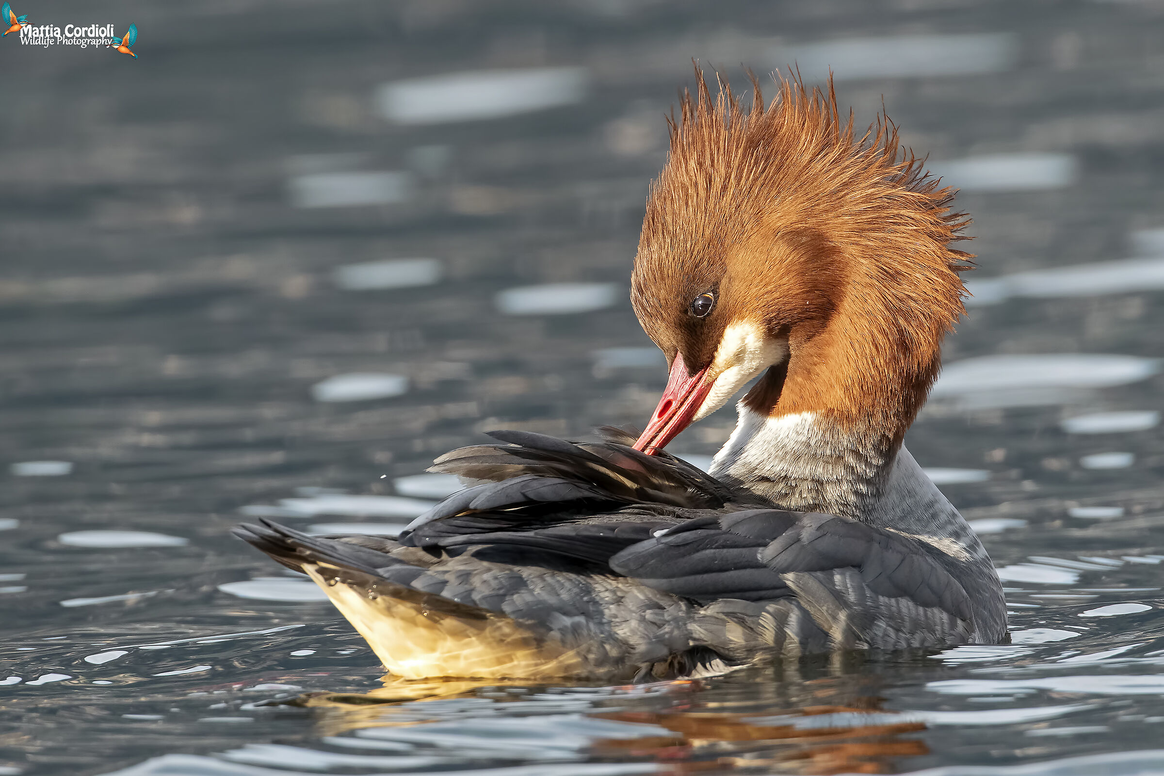Larger female emerges