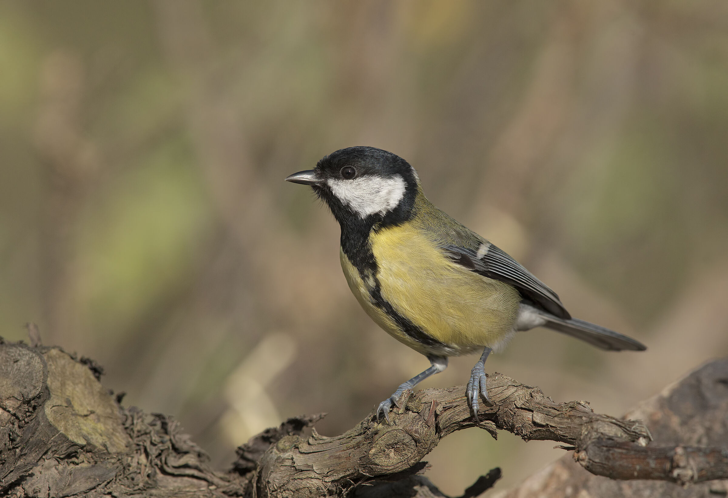 cheetah (parus major)