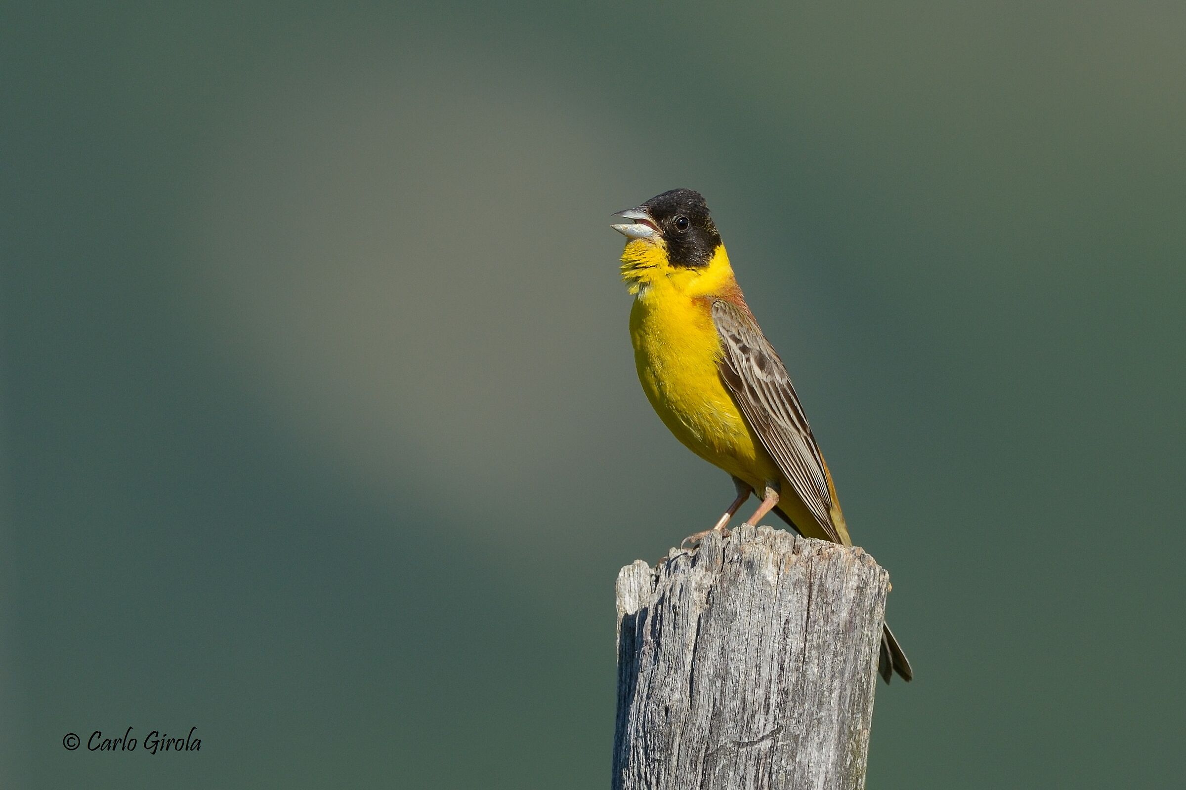 Zigolo Capinero (Emberiza melanocephala)