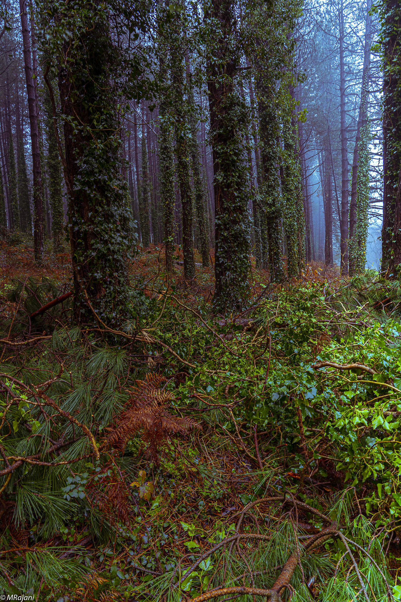 La faggieta dei monti Cimini