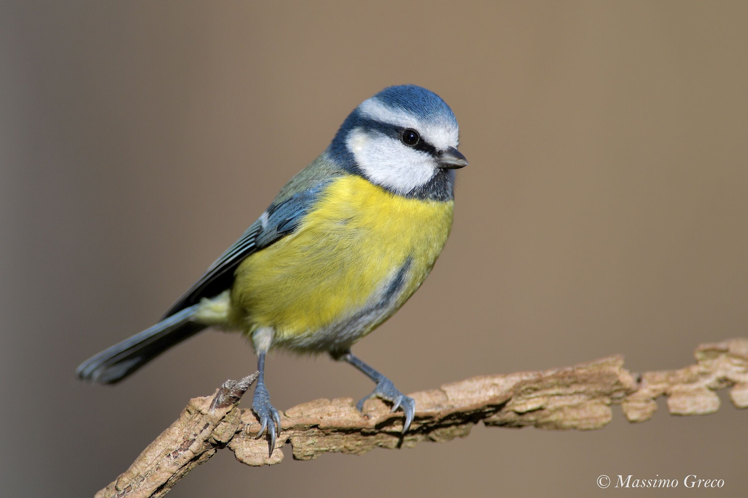 Cinciarella (Cyanistes caeruleus)