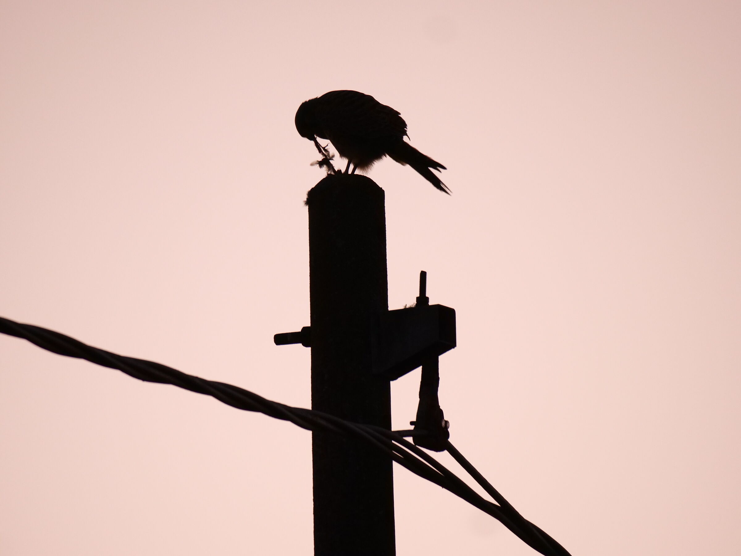 Gheppio eating at sunset