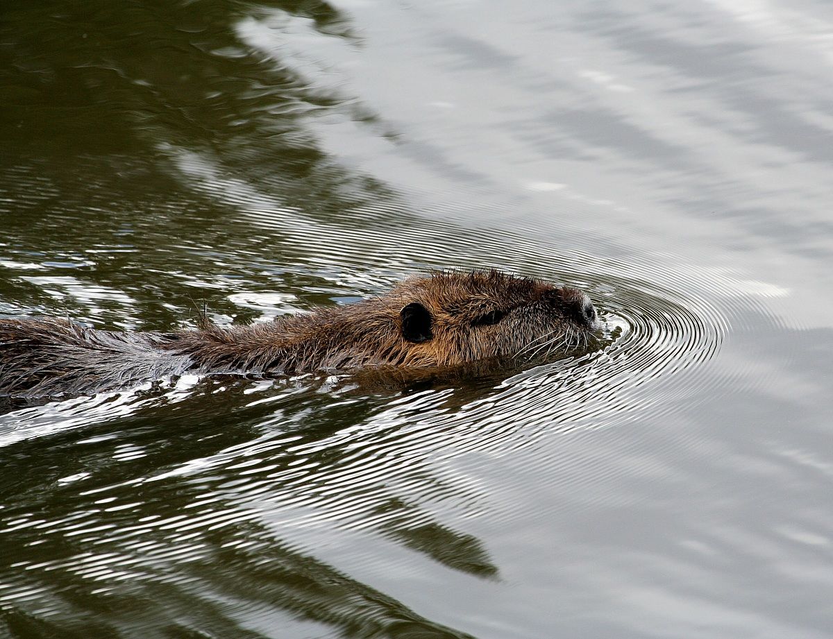 Nutria