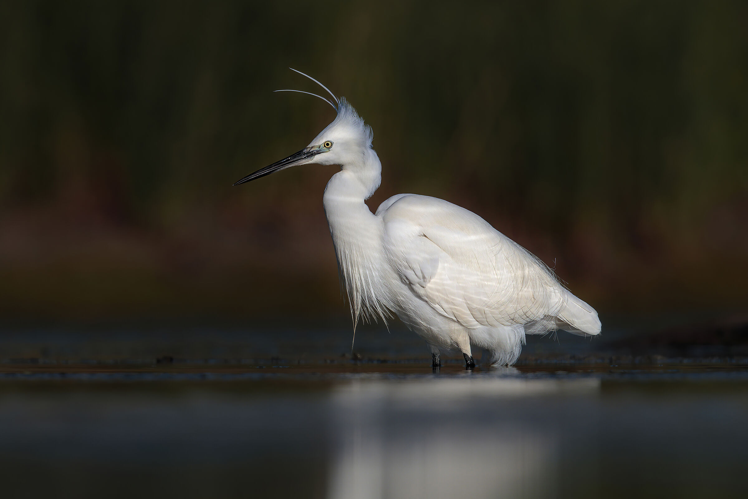 Egretta Garzetta