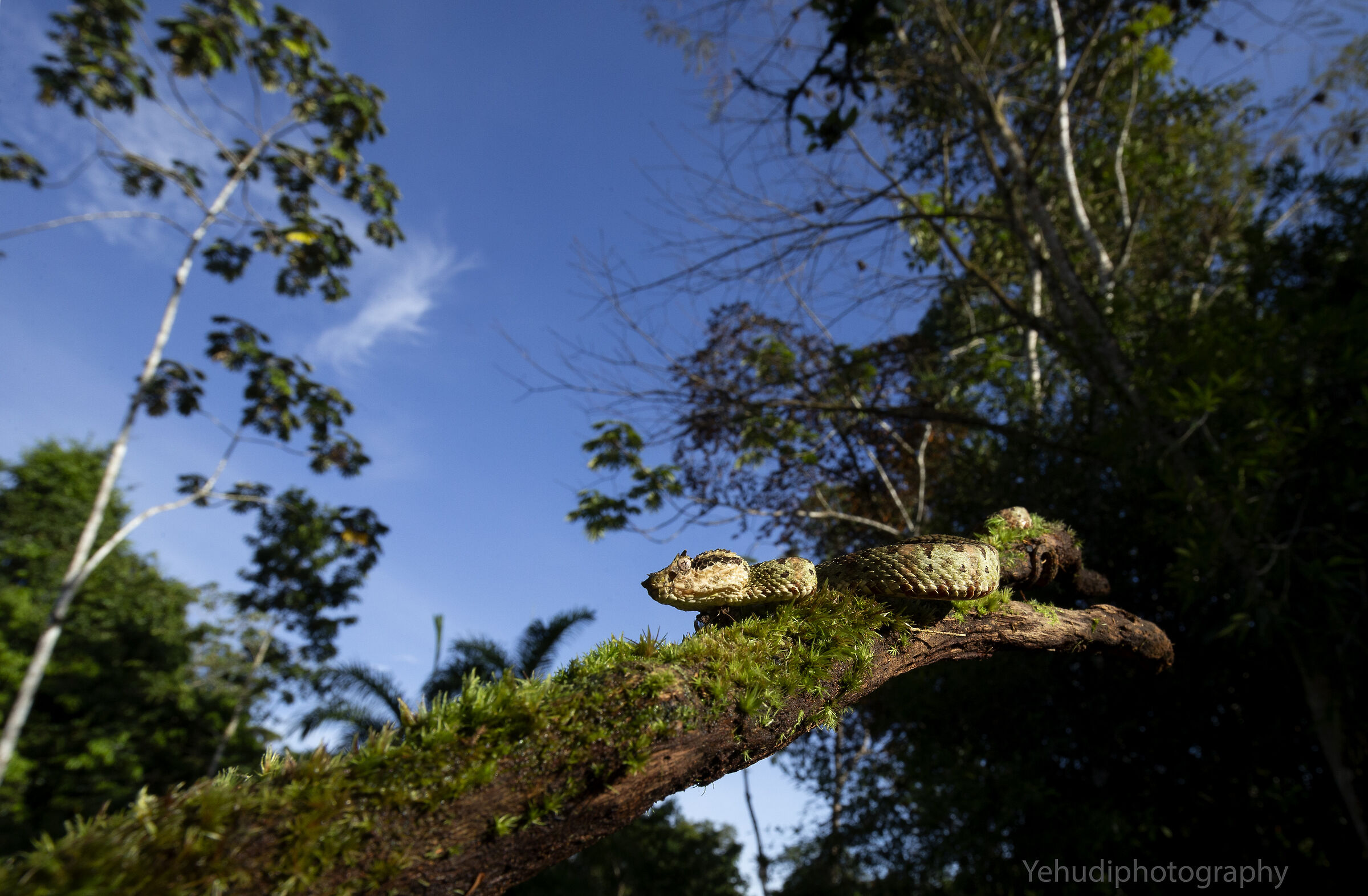 Eyelash viper