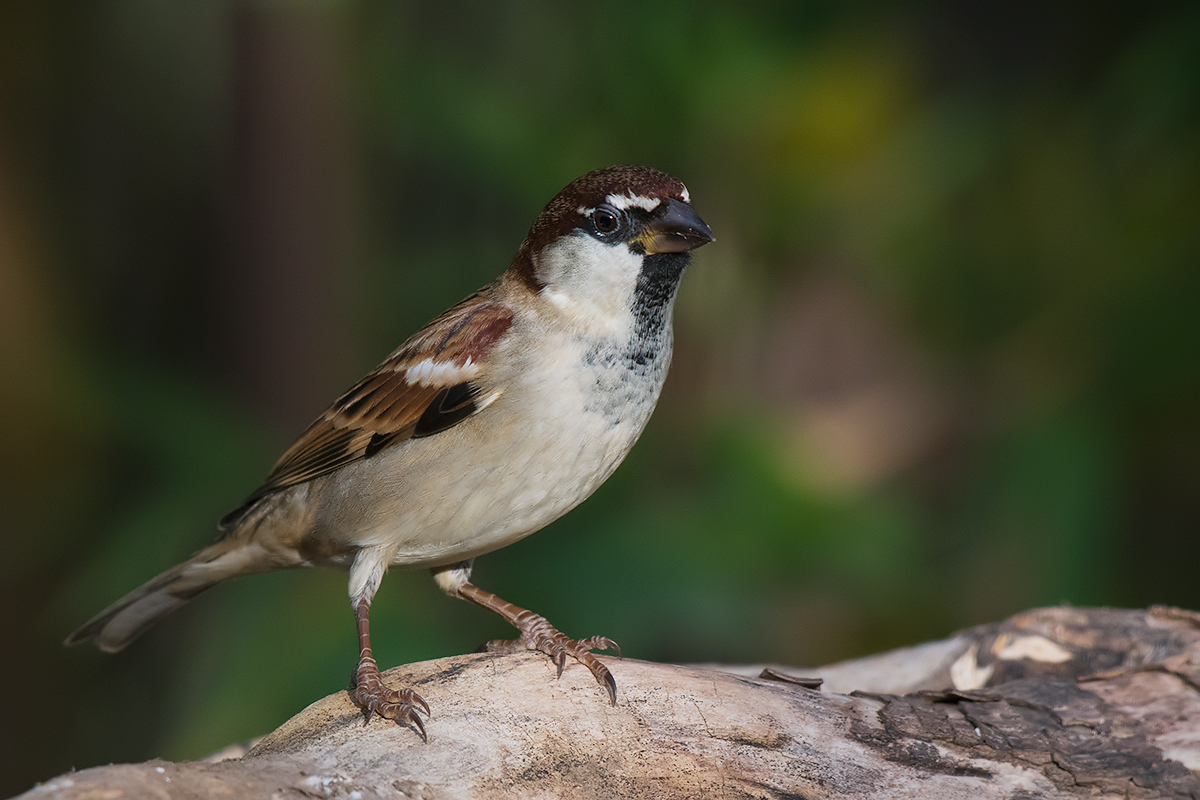Sparrow