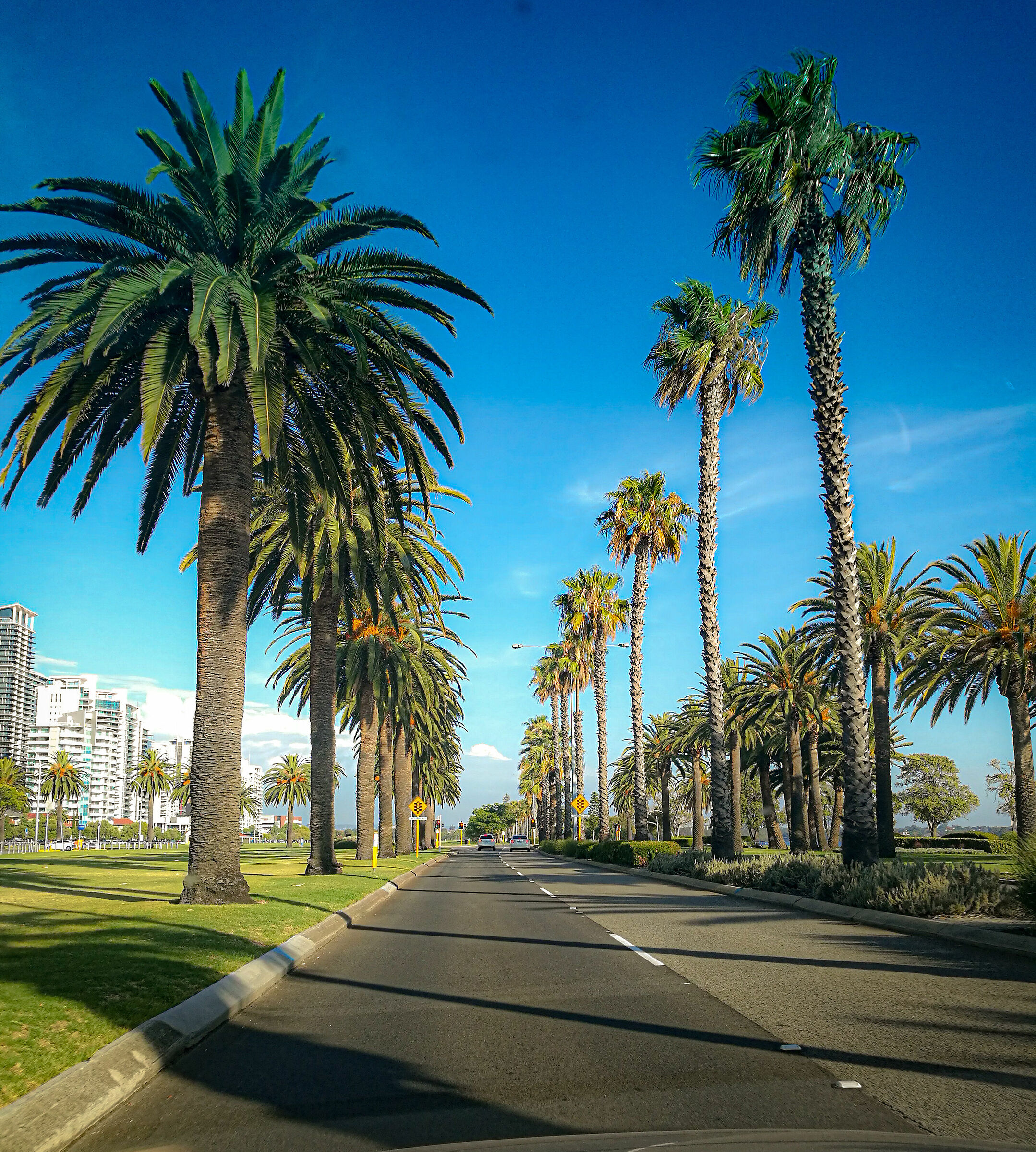 Tra le palme di perth