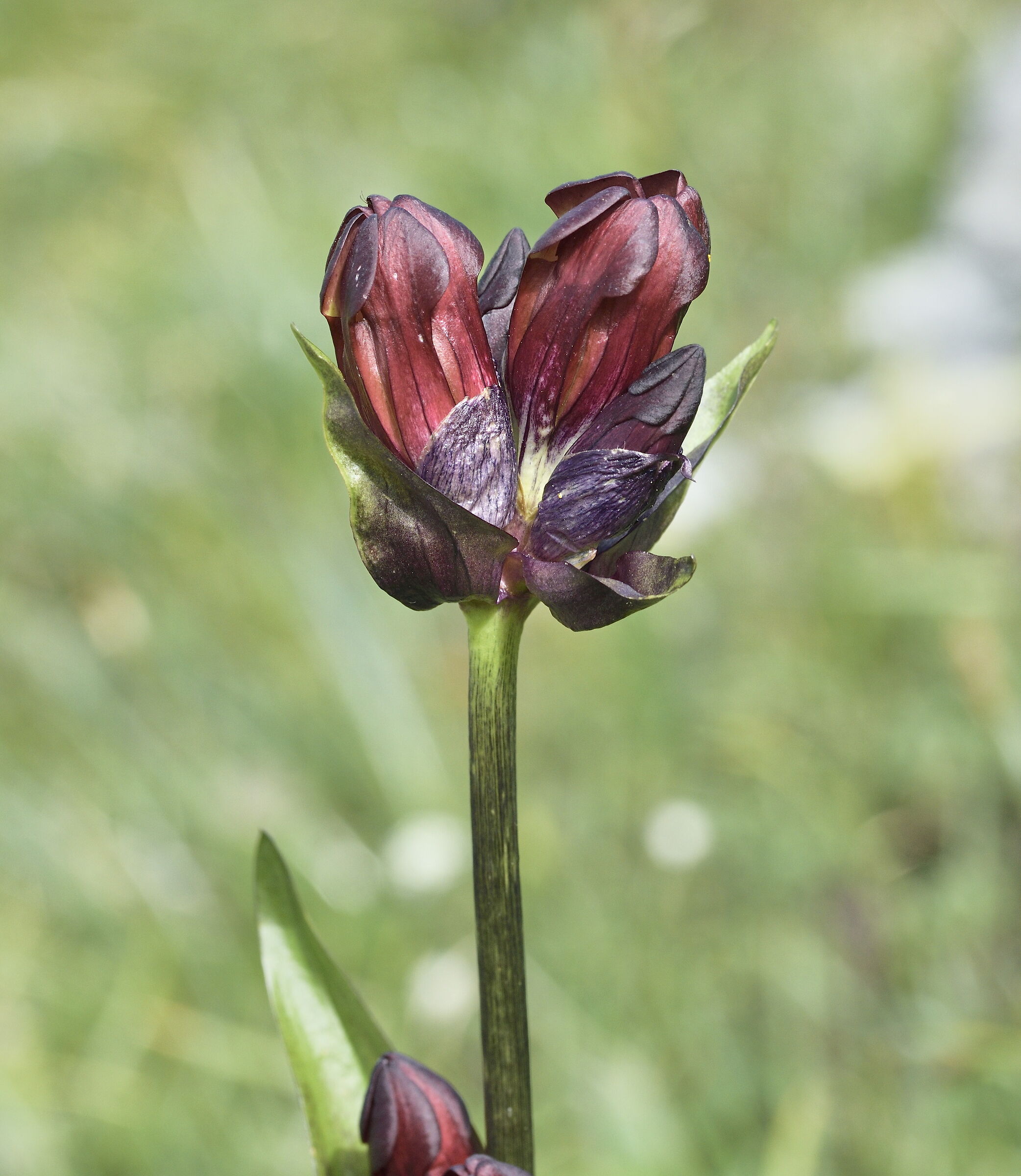 gentiana purpurea