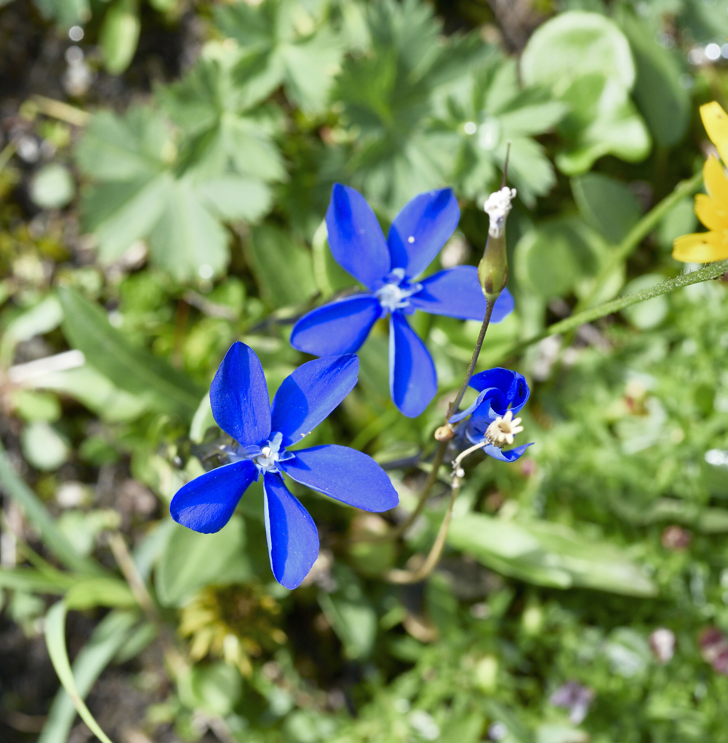 gentiana orbicularis