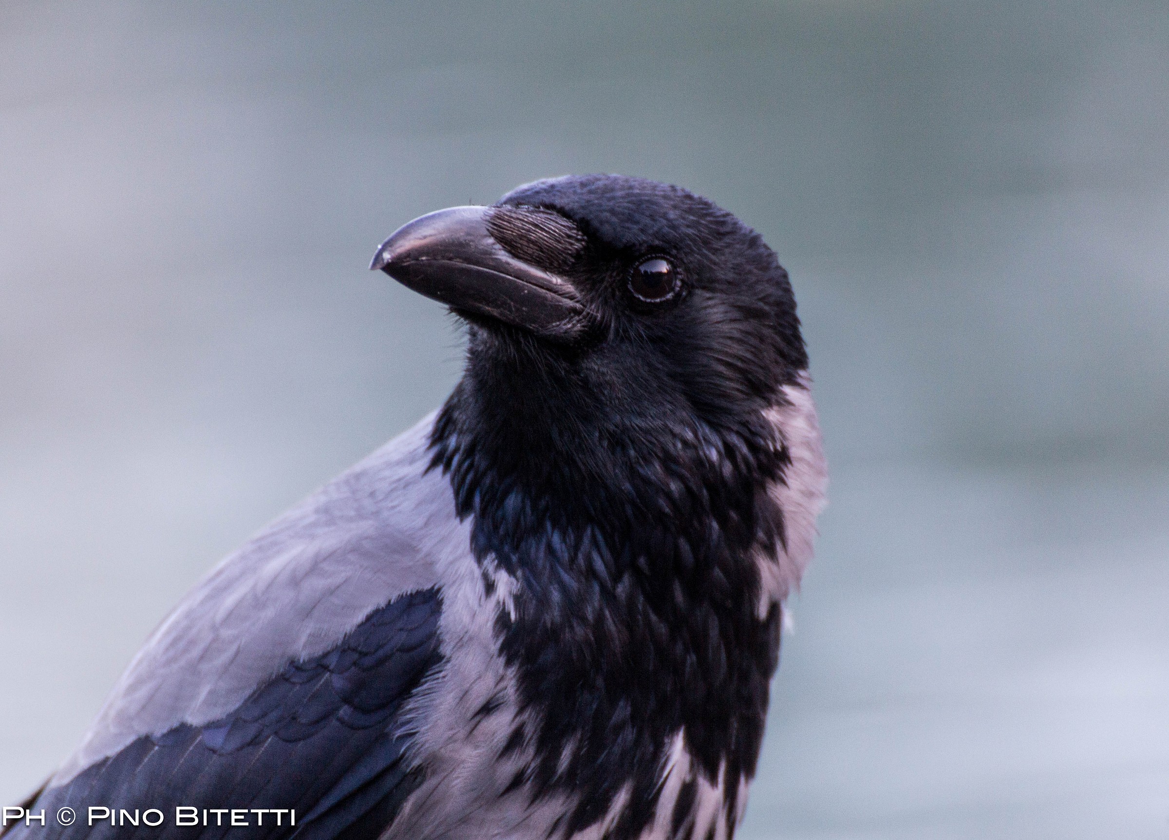Raven or Crow