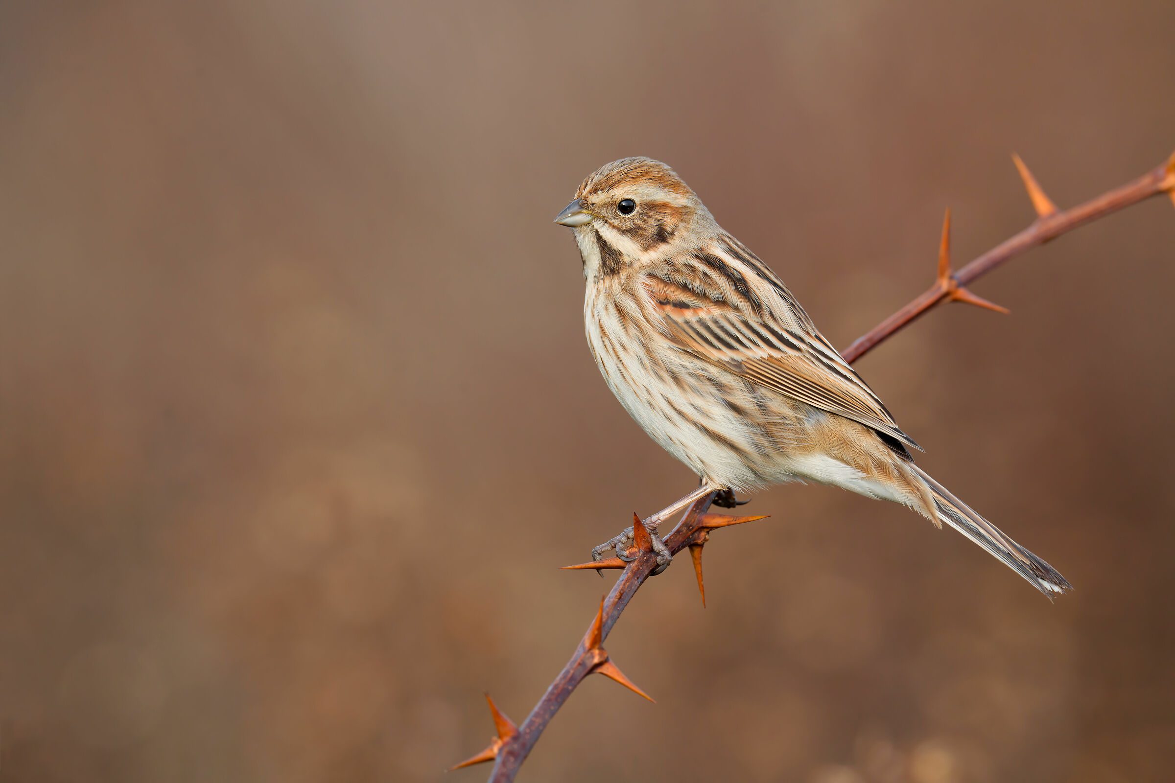 Migliarino Sony a7riv + Sony FE 200-600mm  7K