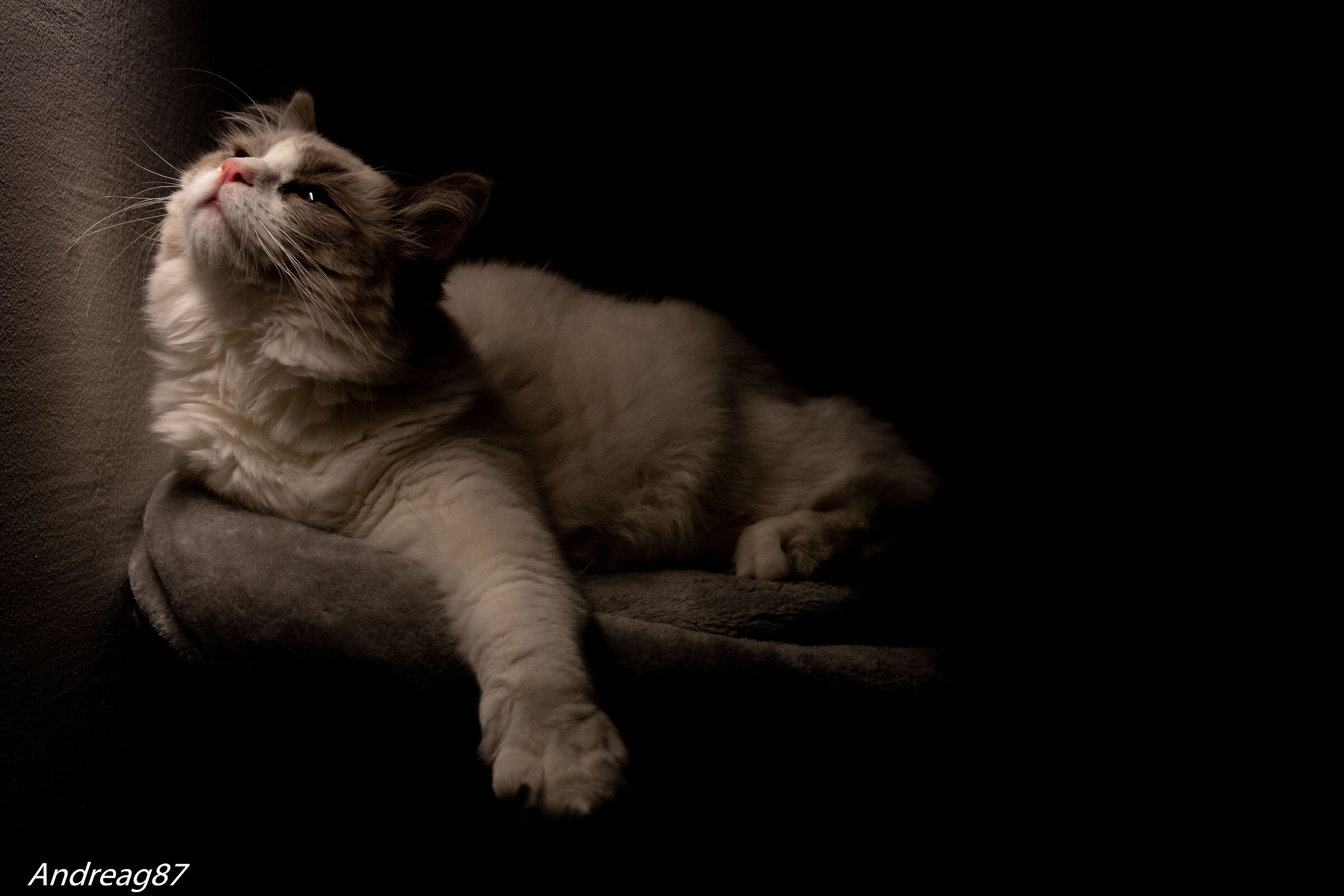 Model cat