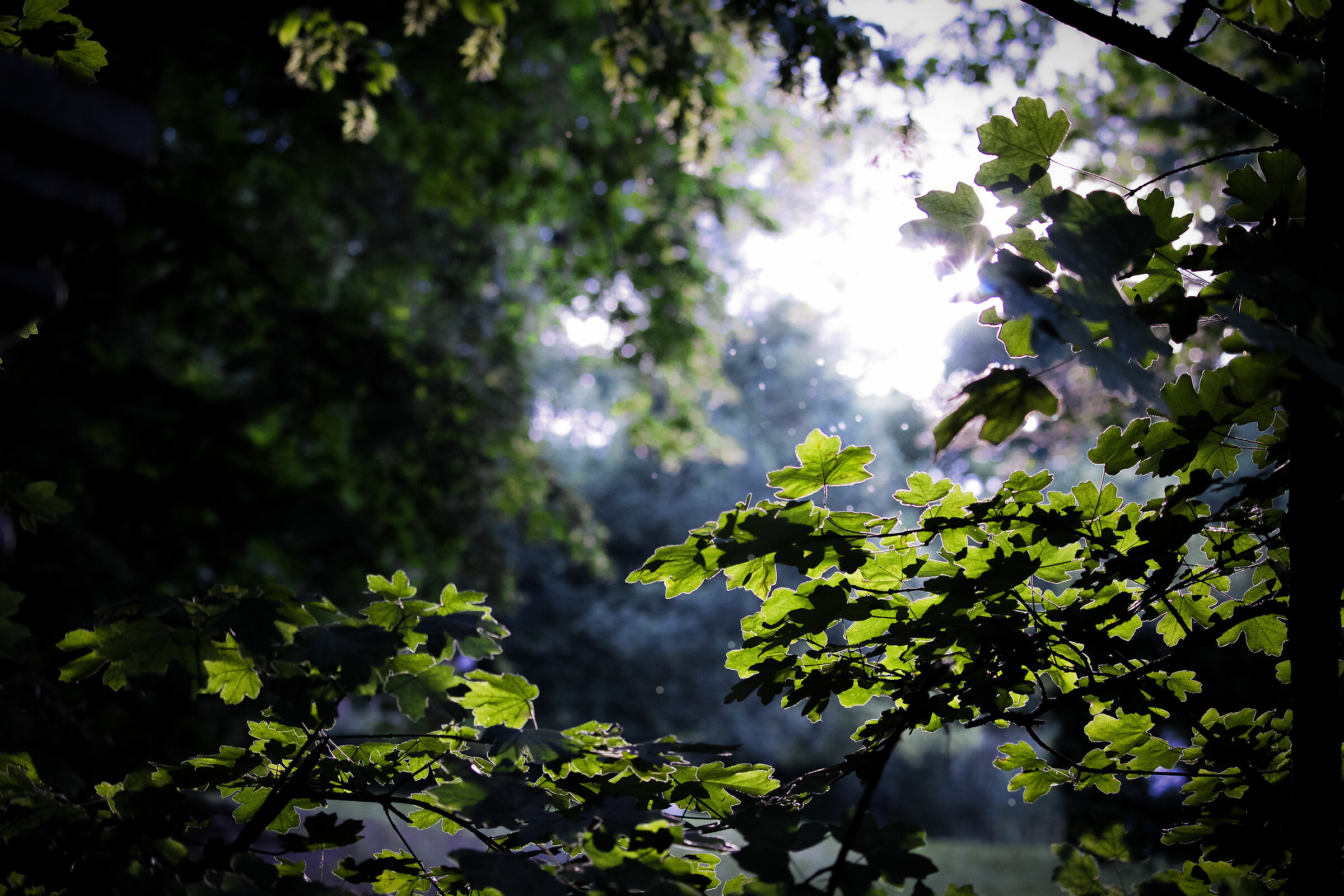 Nunc scio tenebrix lux