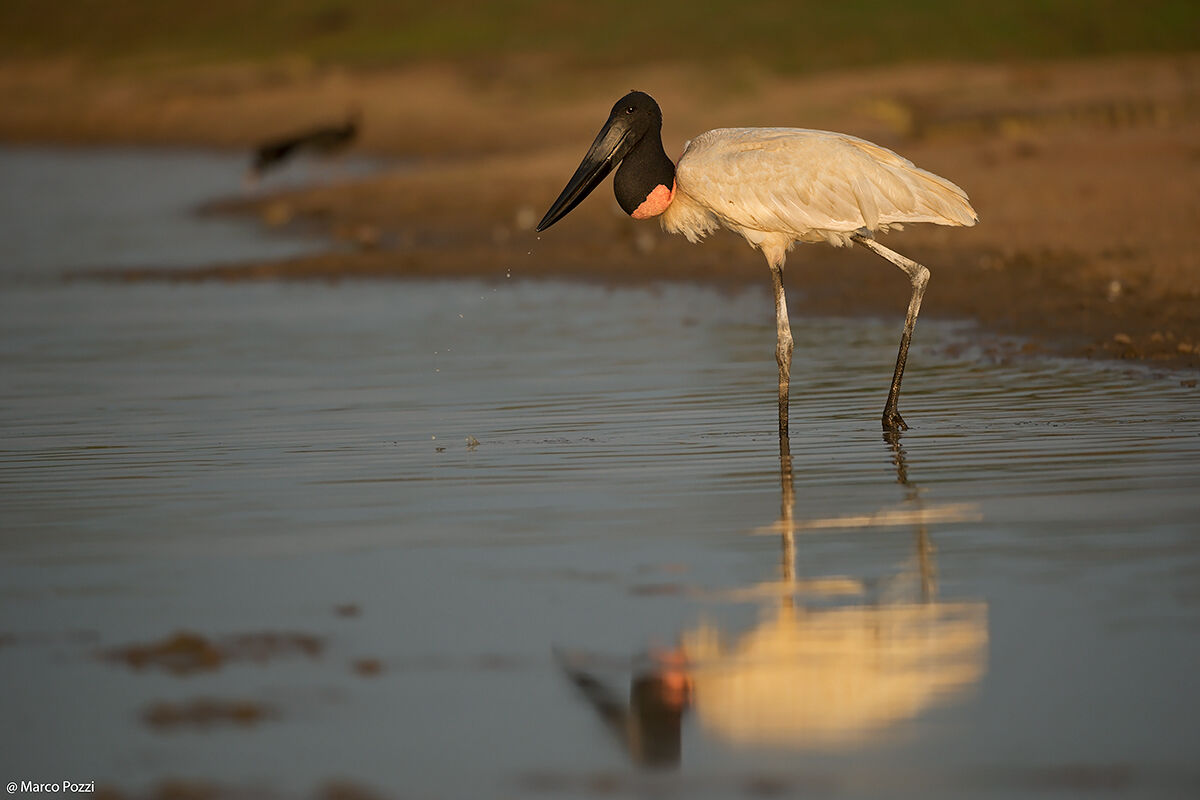 Jabiru