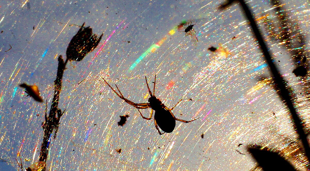 Un'artista chiamata Natura