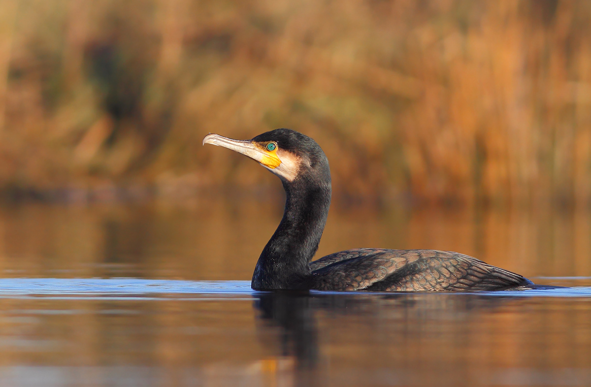 Cormorano