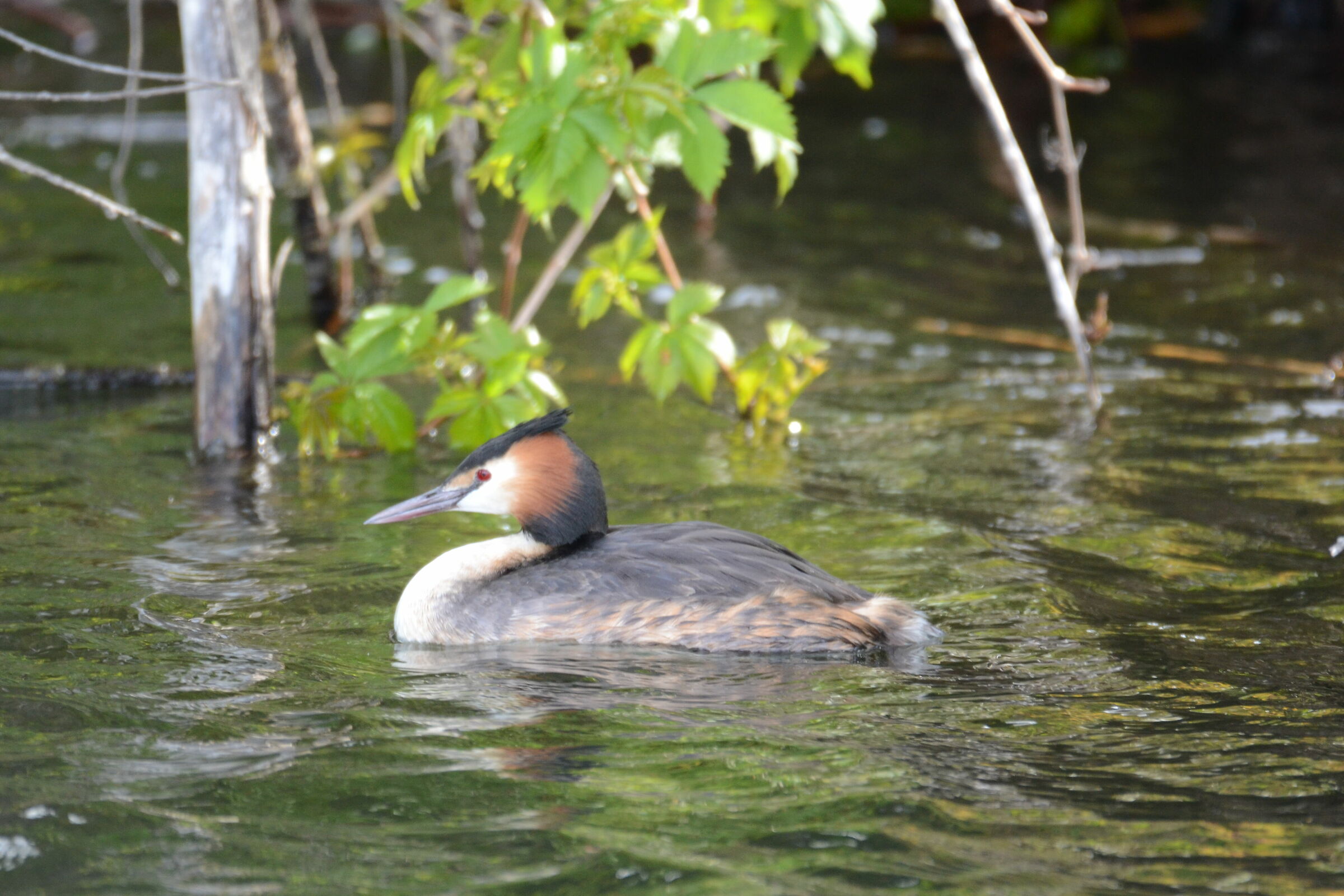 Svasso (Podiceps cristatus)