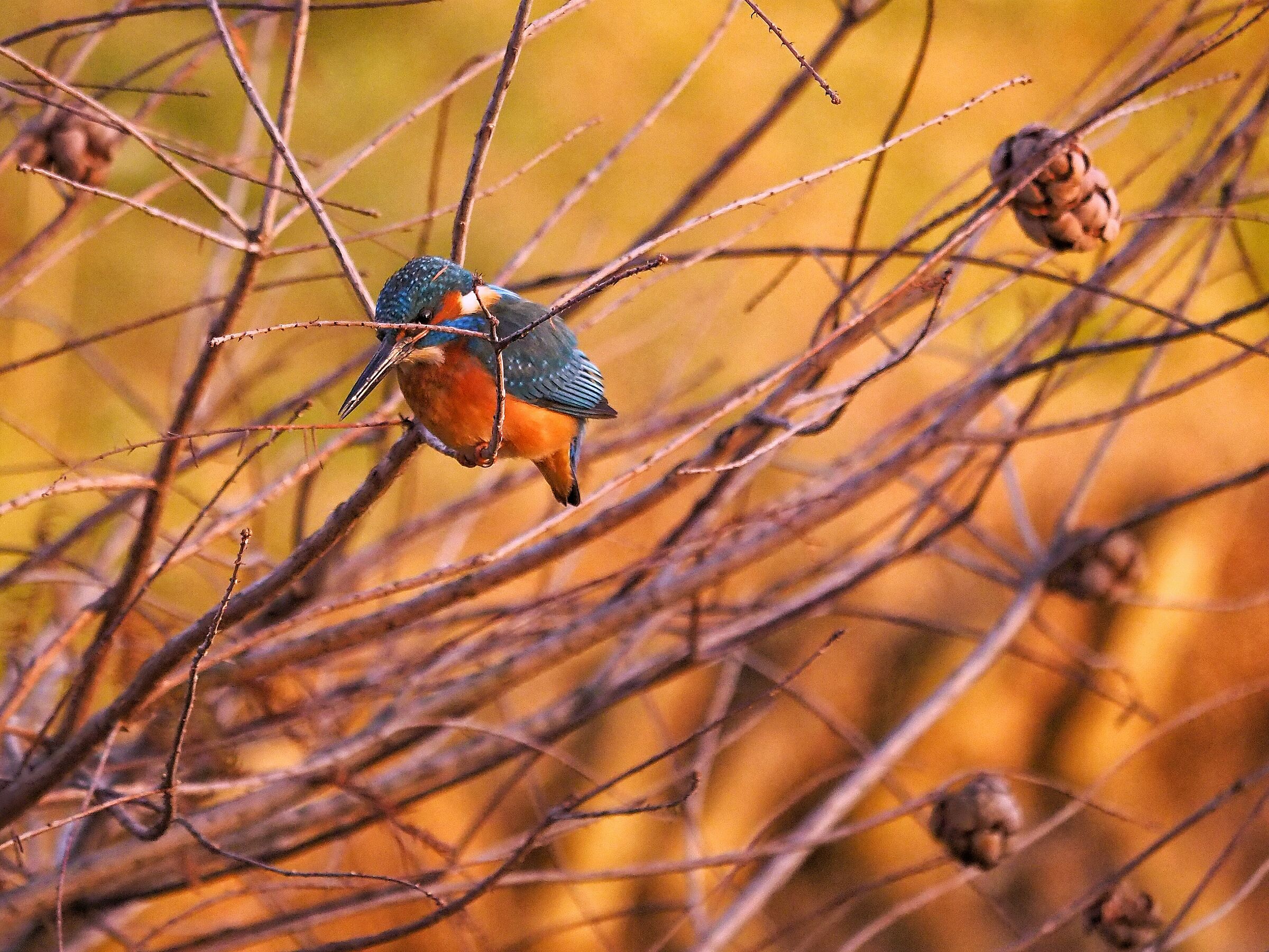 Contrasto di colori...