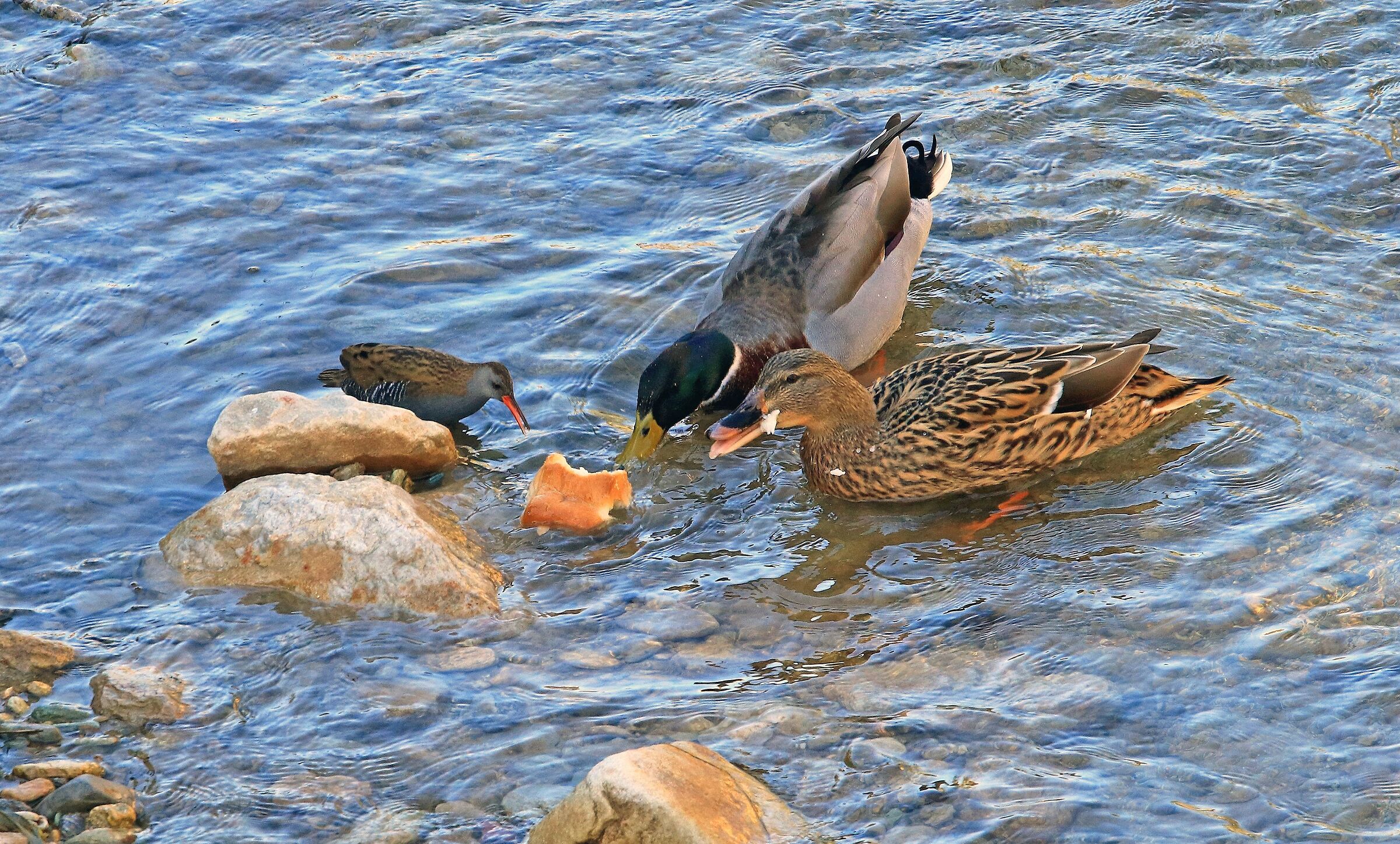 Porciglione e anatre in competizione